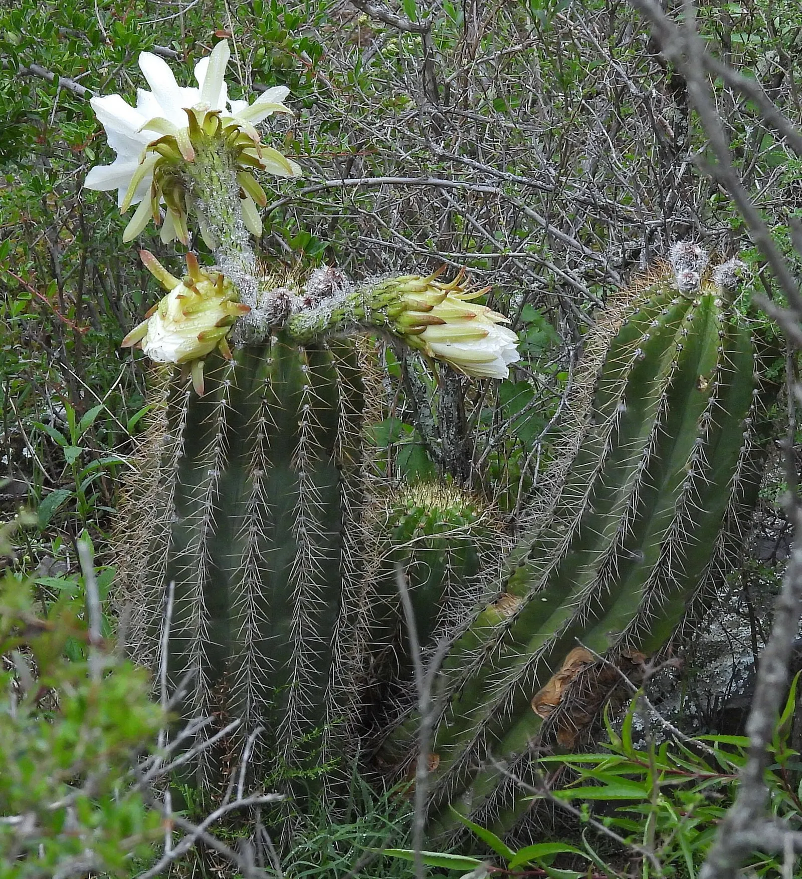 Torch Cactus (Echinopsis Candicans) — scientifically known as Echinopsis candicans; is a remarkable specimen that adds a striking visual interest, image 70