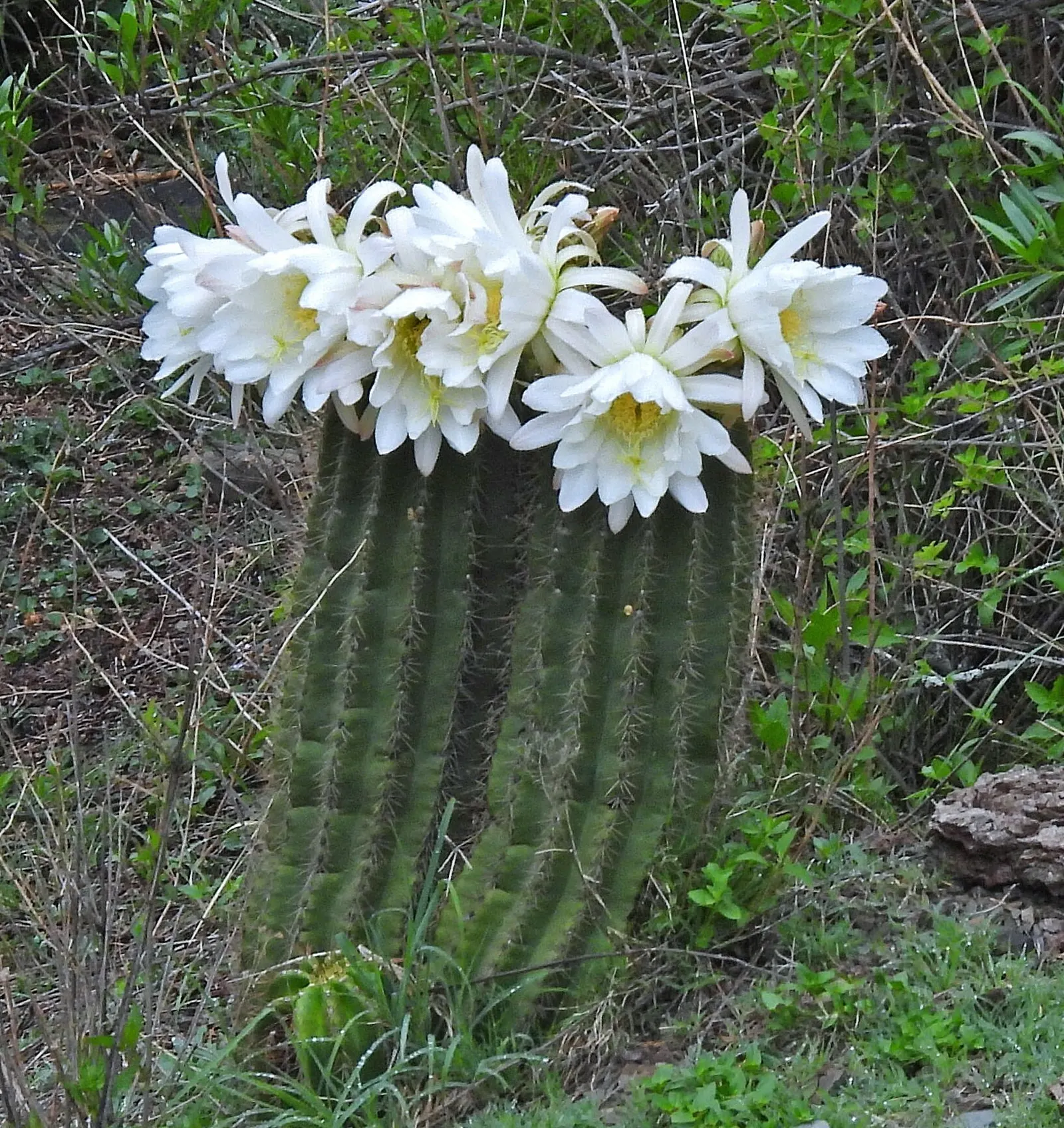 Torch Cactus (Echinopsis Candicans) — is a remarkable specimen that adds a striking visual interest to any landscape design; white flowers in the, image 71
