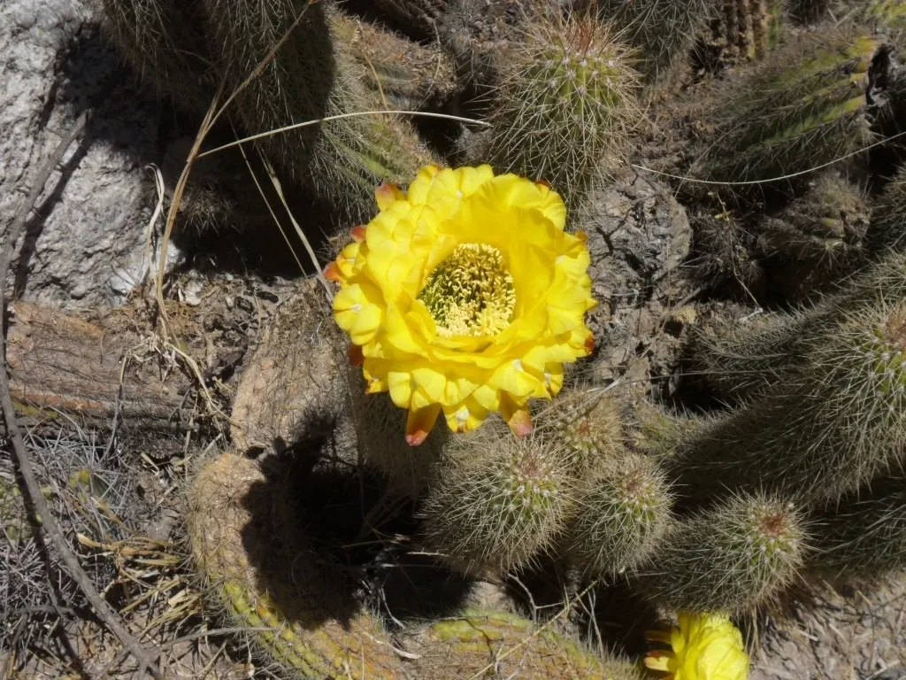 Torch Cactus (Echinopsis Candicans) — Known for its robust, white flowers, it impresses with a 6-8 inch bloom diameter; green base that expands to, image 99