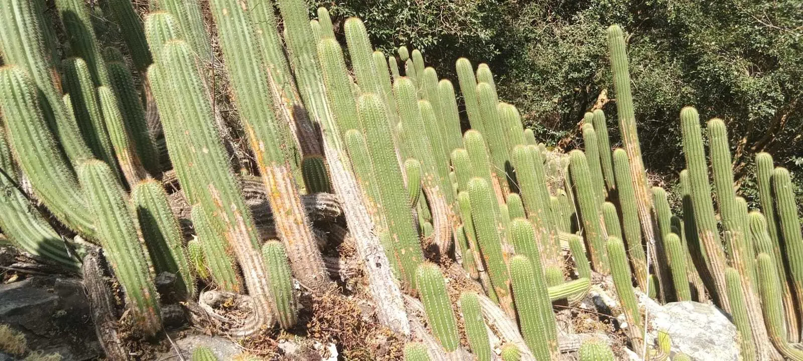 Torch Cactus (Echinopsis Candicans) — It reaches a modest 24-36 inches in height, making it an ideal focal point for low-maintenance gardens, image 85