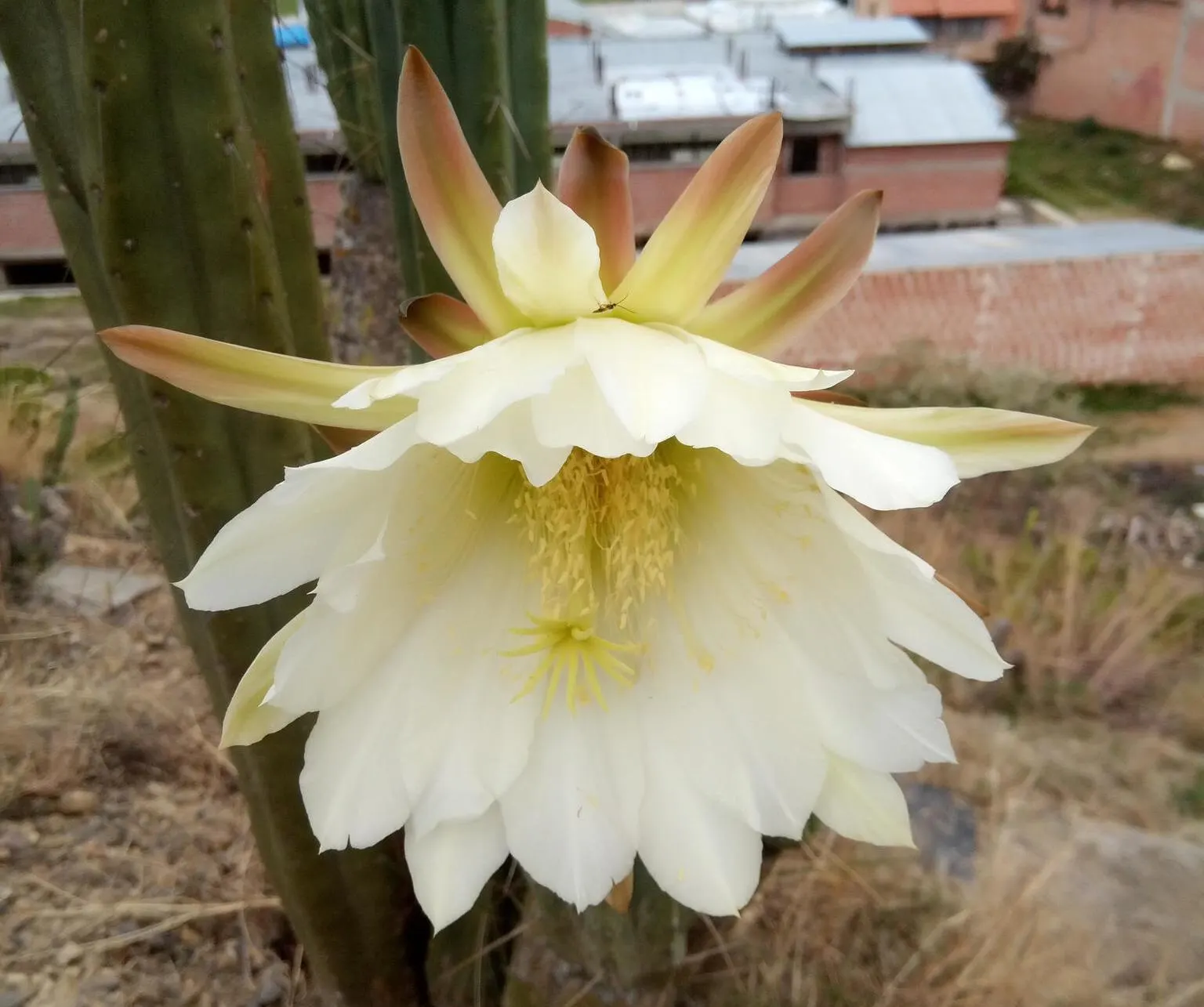 Torch Cactus (Echinopsis Candicans) — cactus for half; providing both aesthetic charm and ecological benefits to the garden ecosystem, image 64