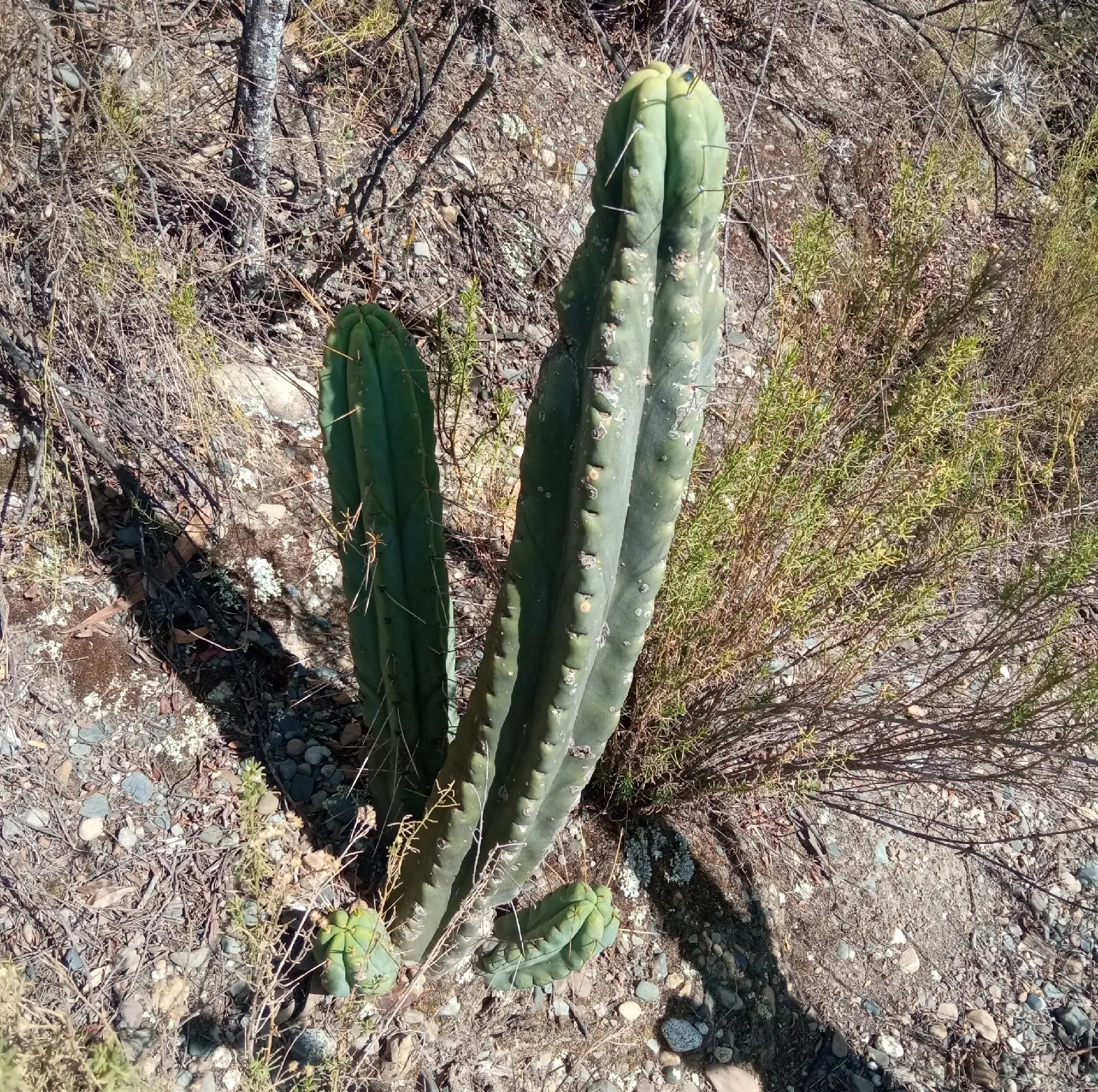Torch Cactus (Echinopsis Candicans) — cactus for half; providing both aesthetic charm and ecological benefits to the garden ecosystem, image 128