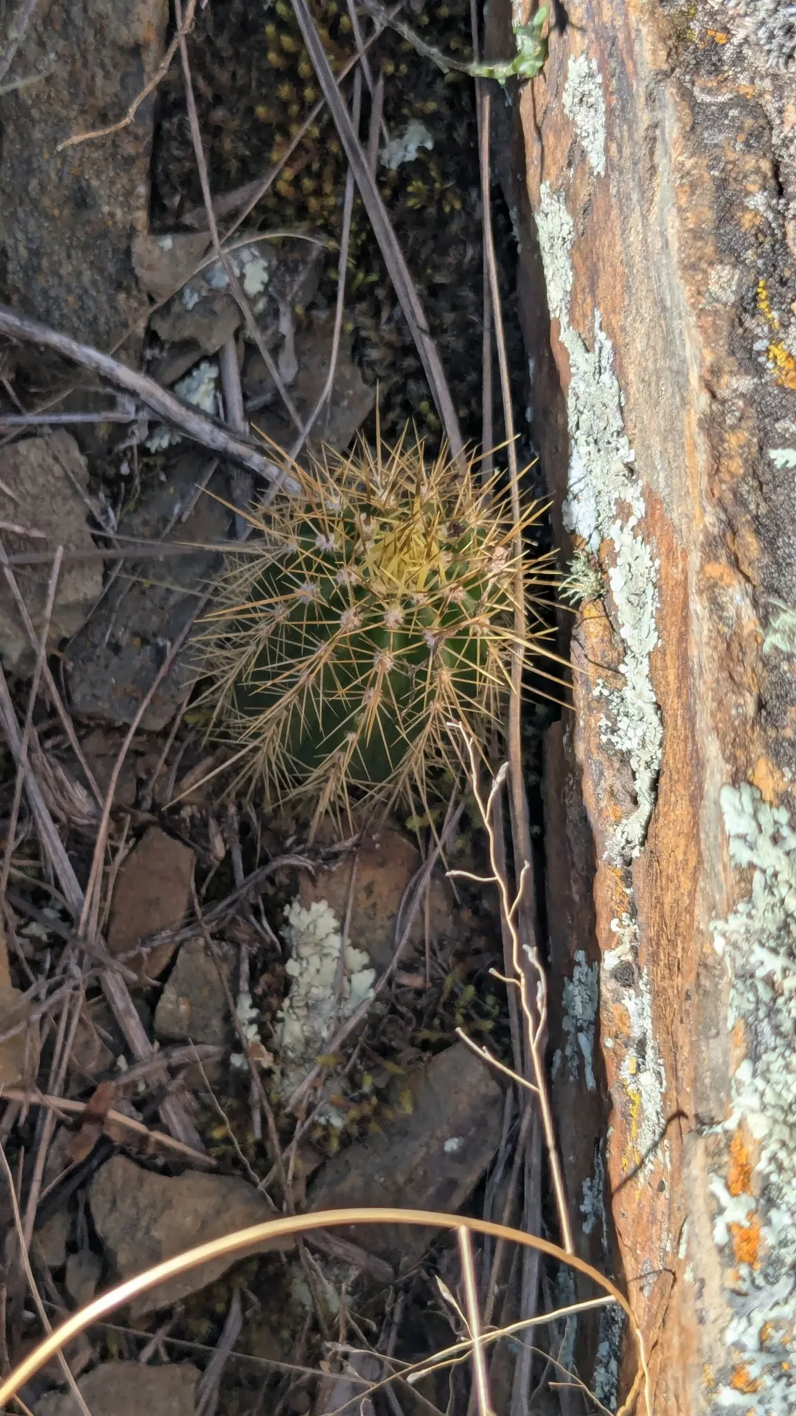 Torch Cactus (Echinopsis Candicans) — providing both aesthetic charm and ecological benefits to the garden ecosystem; white flowers that bloom, image 125