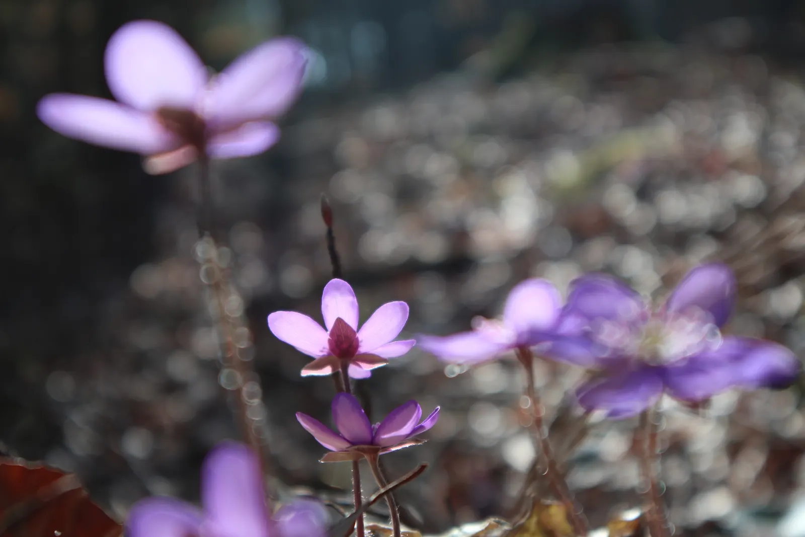 Liverleaf (Hepatica Nobilis) — making it ideal for shaded borders; pennywort, or Hepatica nobilis, is an enchanting early-spring bloomer, image 138