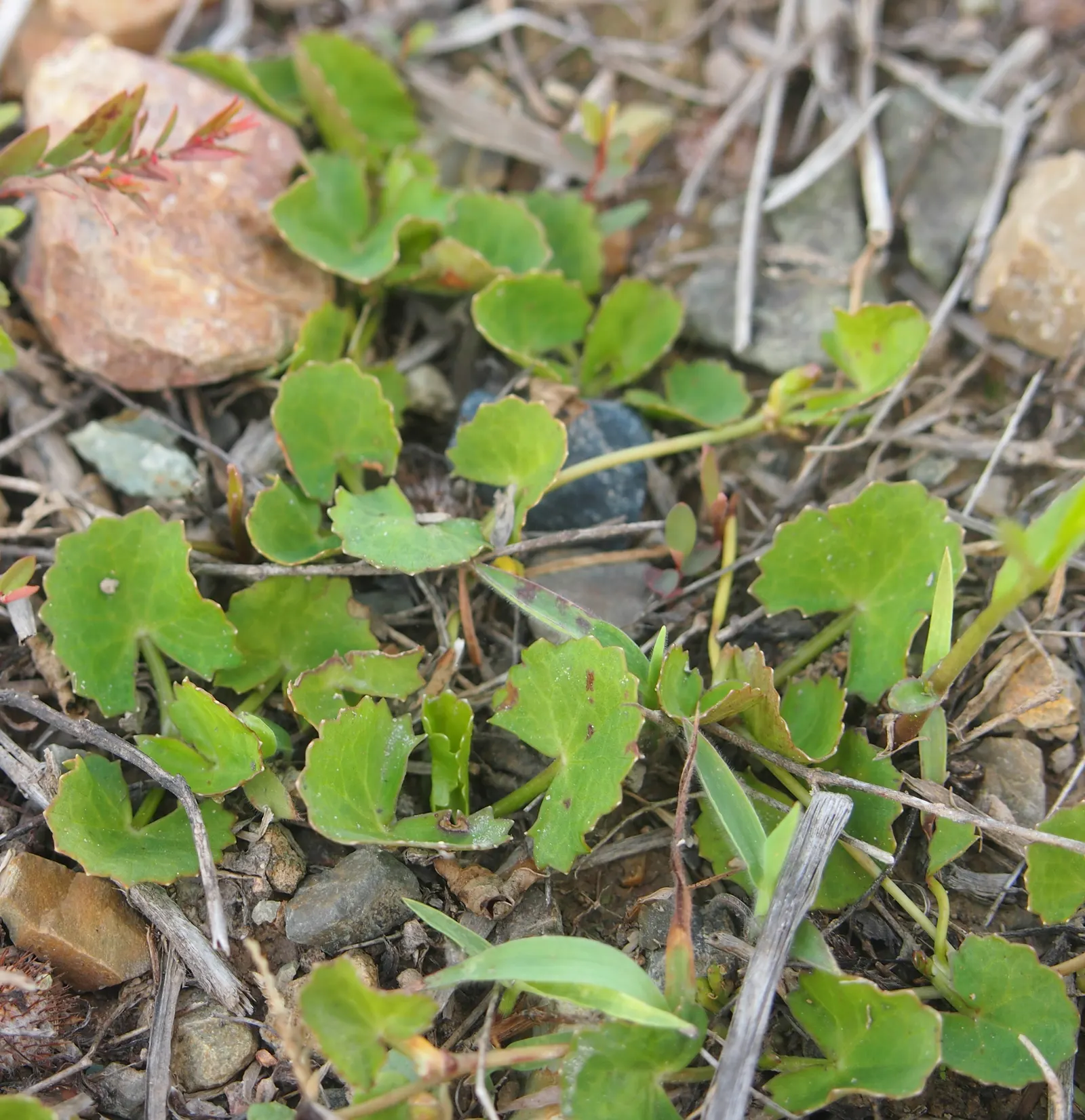 Liverleaf (Hepatica Nobilis) — ground cover / perennial for shade; onlookers will undoubtedly be enchanted by the subtle beauty and grace of the pennywort