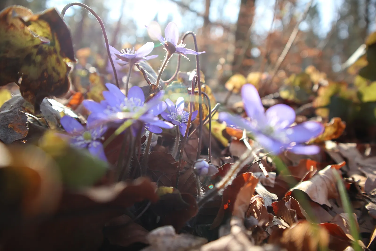Liverleaf (Hepatica Nobilis) — making it ideal for shaded borders; pennywort, or Hepatica nobilis, is an enchanting early-spring bloomer