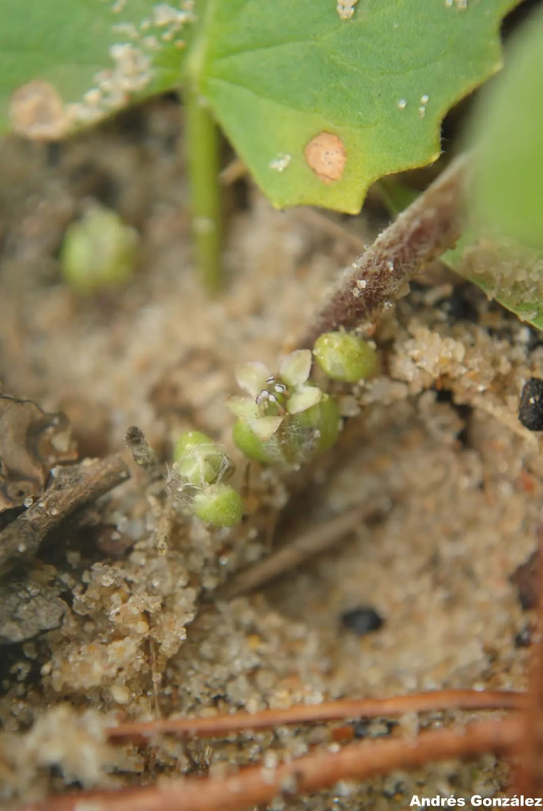 Liverleaf (Hepatica Nobilis) — This petite perennial reaches about 4 to 6 inches in height; the pennywort captivates onlookers with its strikingly, image 76