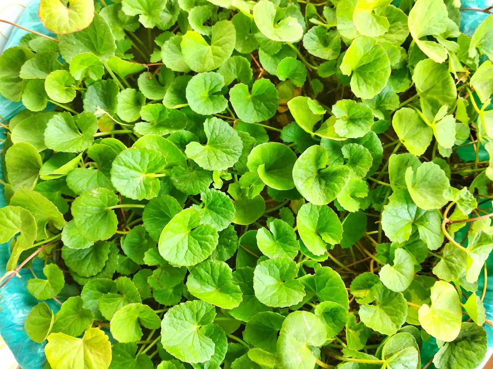 Liverleaf (Hepatica Nobilis) — Belonging to the buttercup family; which is the origin of its name, image 119