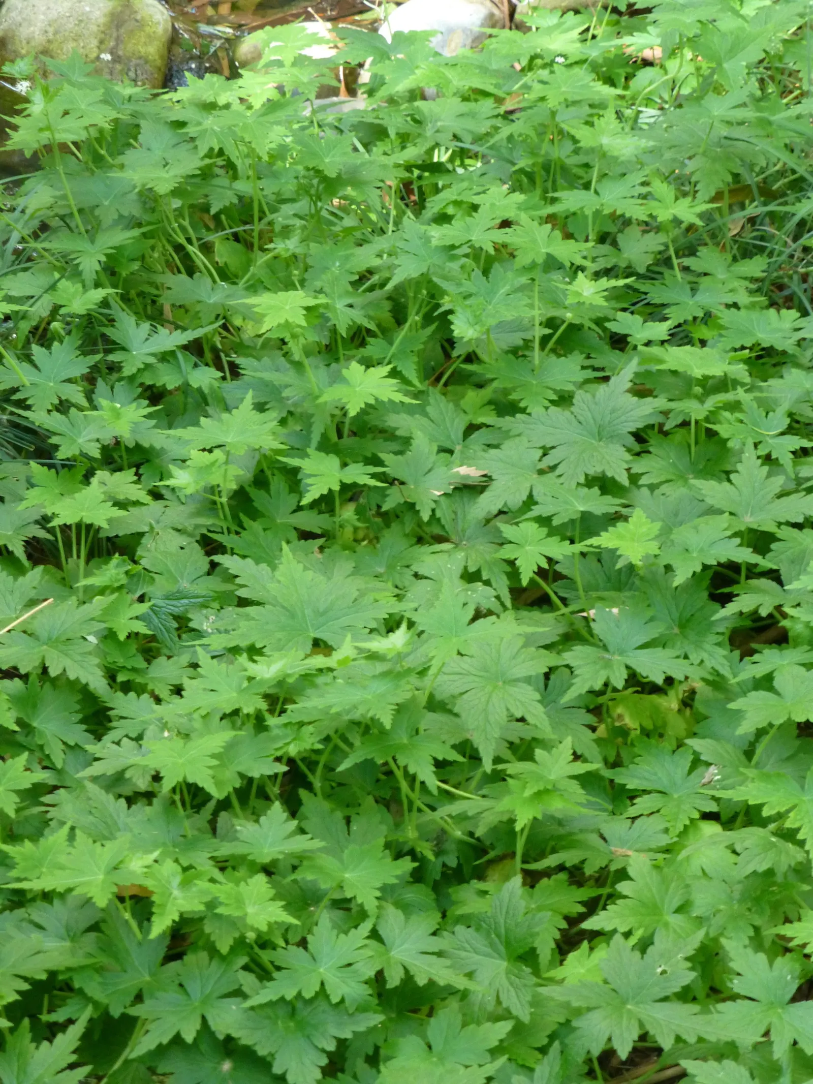 Liverleaf (Hepatica Nobilis) — this low-growing plant typically reaches heights of just 4 to 6 inches; the pennywort prefers well-drained, image 120