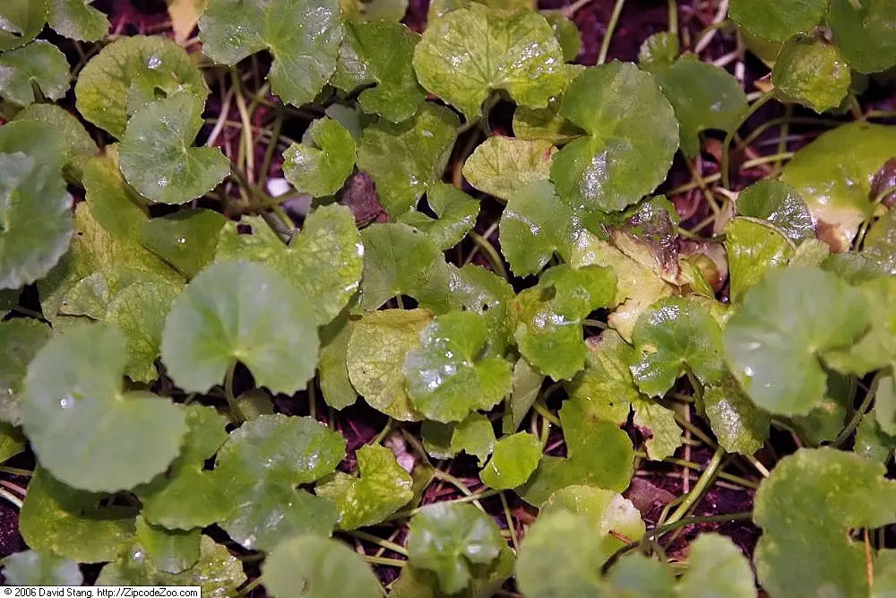 Liverleaf (Hepatica Nobilis) — and stay green throughout the winter, image 130