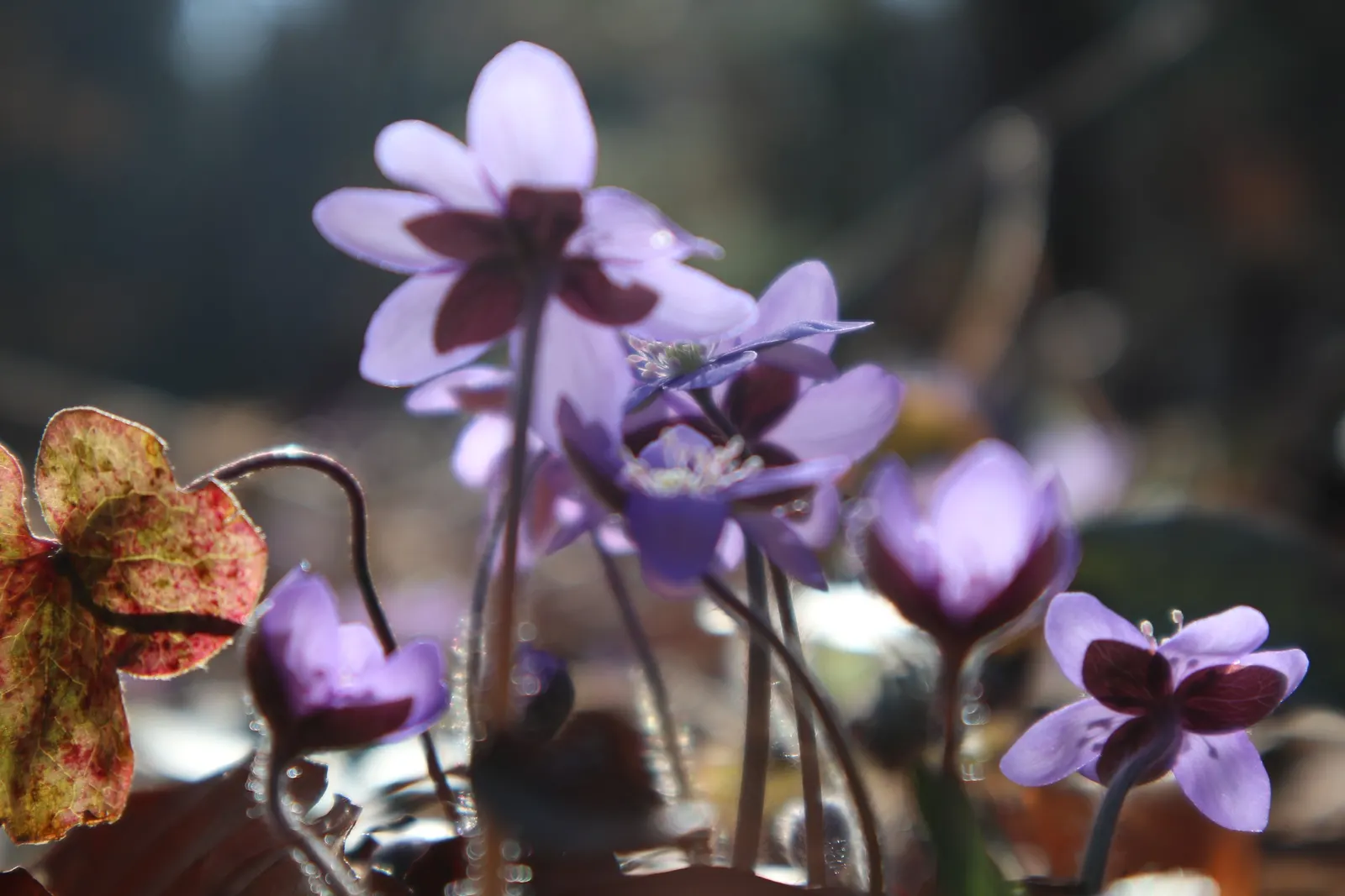 Liverleaf (Hepatica Nobilis) — bronze-purple hue during the spring before maturing to a rich green.<br><br>Hardy in USDA zones 4 through 8; each, image 170