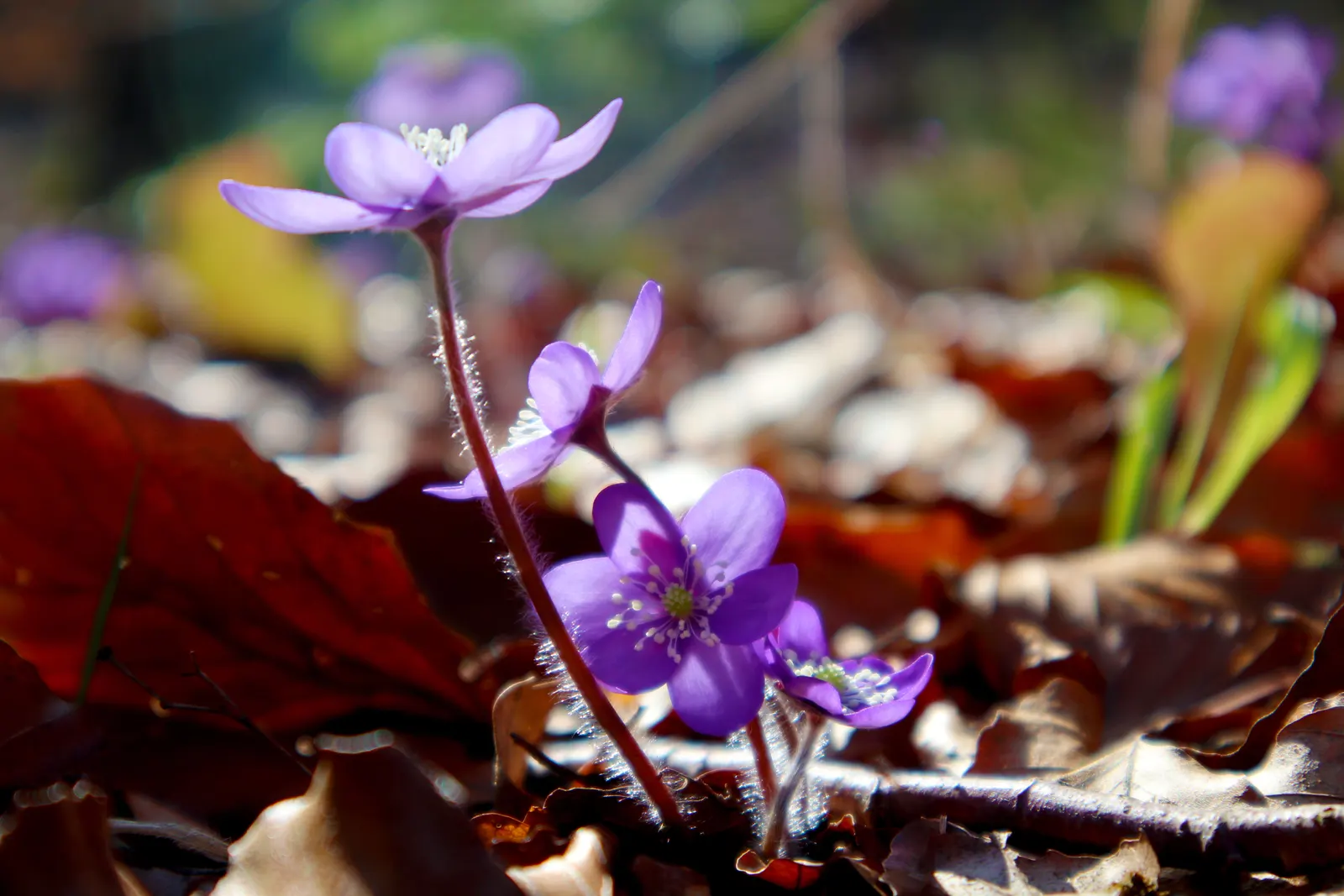 Liverleaf (Hepatica Nobilis) — commonly referred to as Pennywort or Liverwort; this petite perennial reaches about 4 to 6 inches in height, image 80