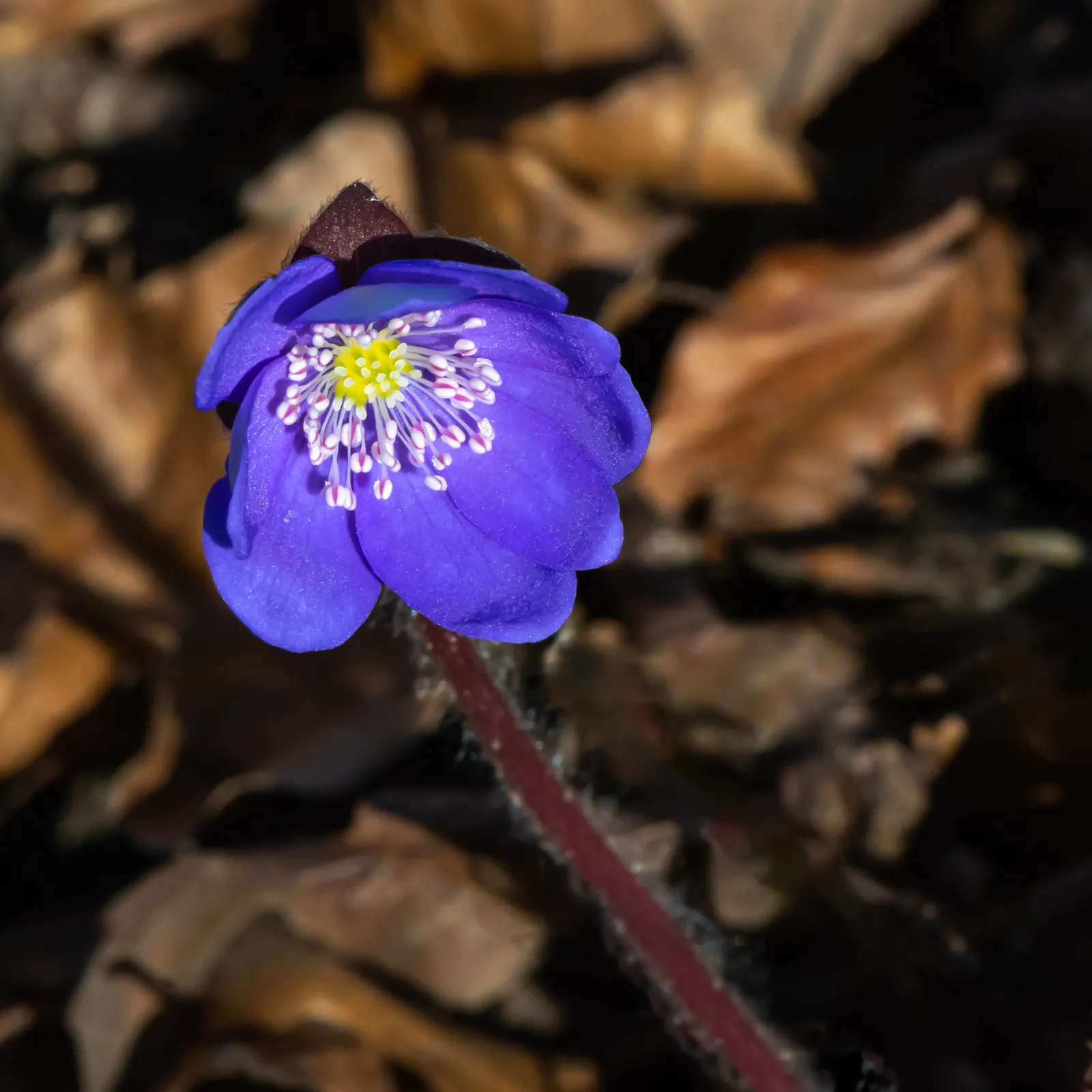 Liverleaf (Hepatica Nobilis) — the pennywort captivates onlookers with its strikingly delicate flowers