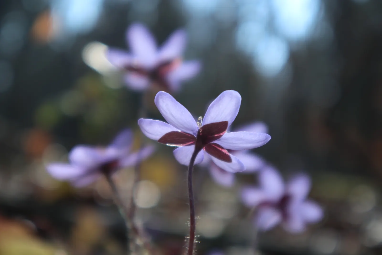 Liverleaf (Hepatica Nobilis) — resembling the lobes of a liver; or underplanting deciduous trees.<br><br>For the landscape client