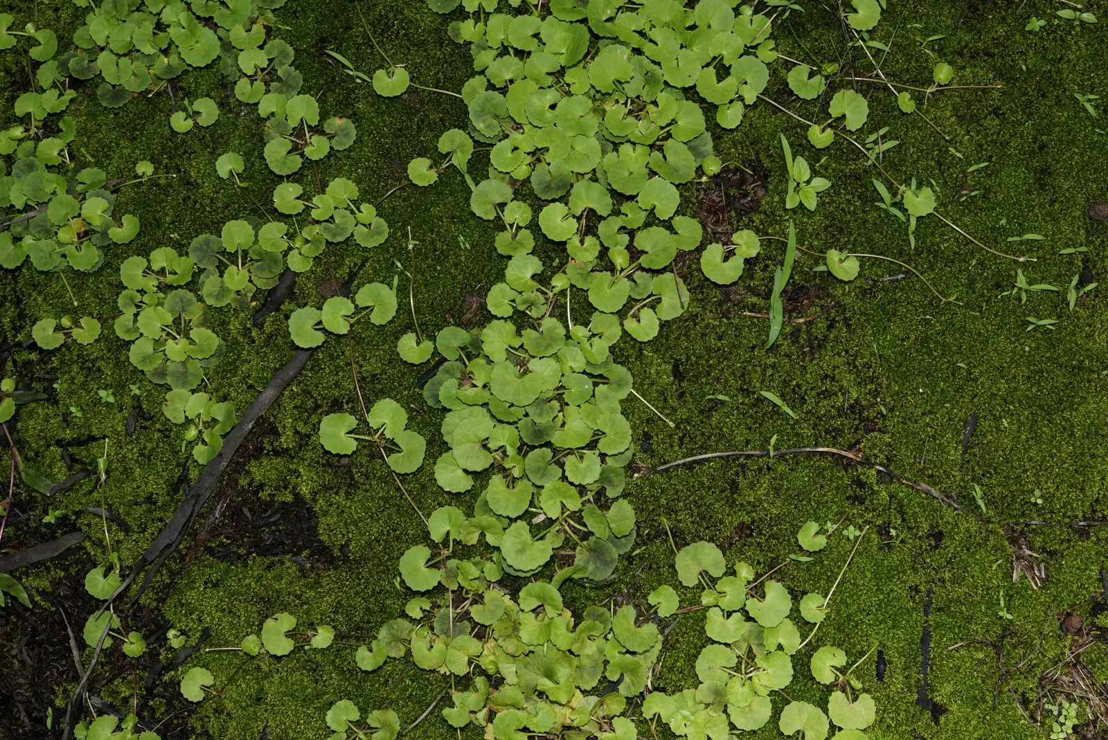 Liverleaf (Hepatica Nobilis) — Thriving in partial to full shade, it demands well-draining soil rich in organic matter; it is best positioned in, image 189