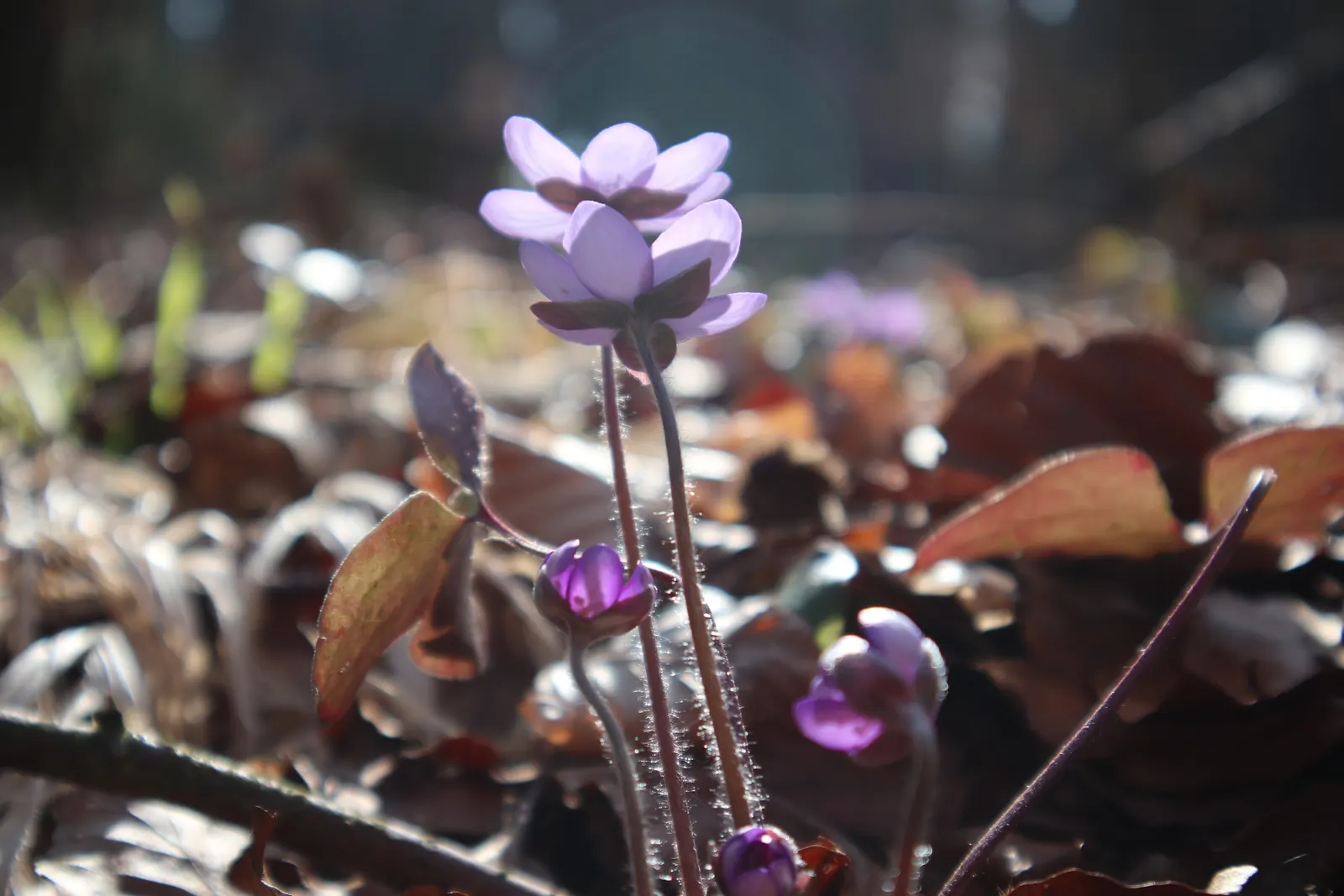 Liverleaf (Hepatica Nobilis) — onlookers will undoubtedly be enchanted by the subtle beauty and grace of the pennywort; which appear in shades of, image 108