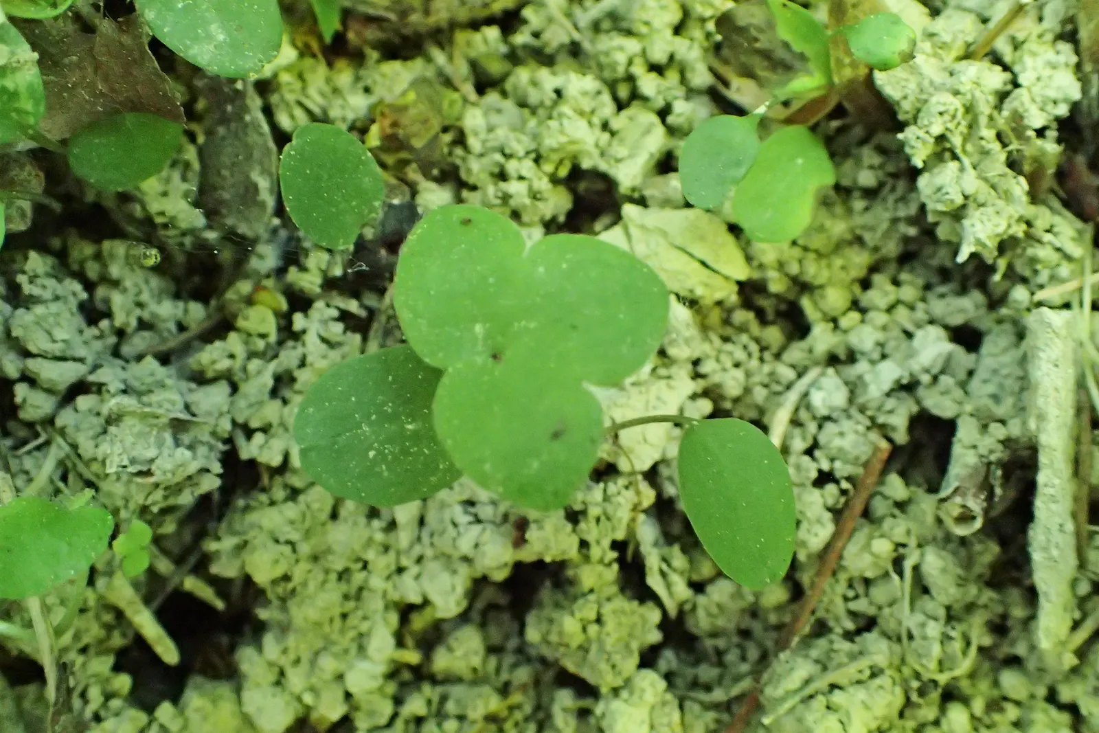 Liverleaf (Hepatica Nobilis) — commonly referred to as Pennywort or Liverwort; this petite perennial reaches about 4 to 6 inches in height, image 154