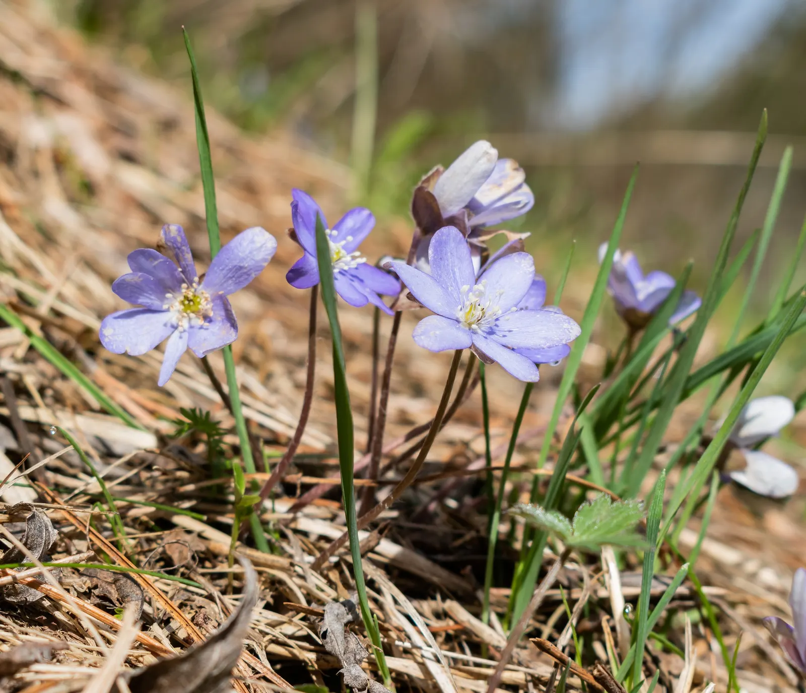 Liverleaf (Hepatica Nobilis) — providing year-round interest; which replicates its natural woodland habitat, image 94