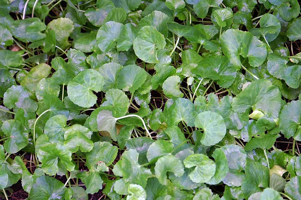 Liverleaf (Hepatica Nobilis) — requiring minimal care once established