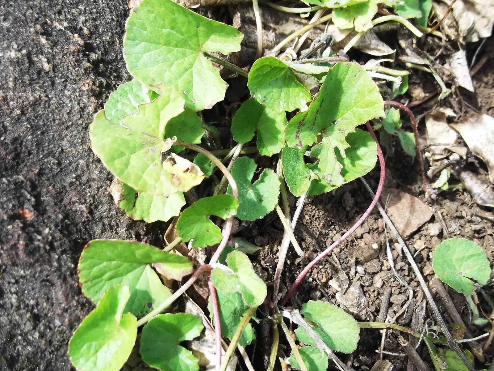 Liverleaf (Hepatica Nobilis) — which replicates its natural woodland habitat; its early flowering fills the gaps before other perennials awake, image 174