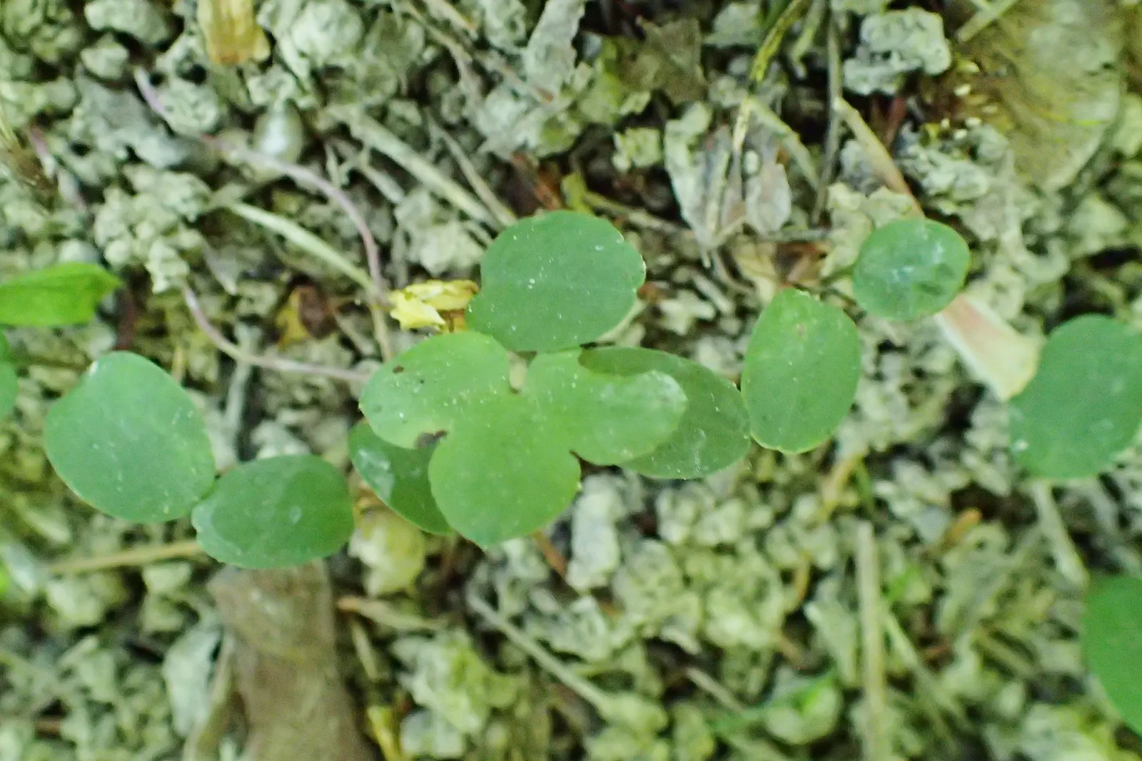 Liverleaf (Hepatica Nobilis) — each adorned by three lobed; exhibit a leathery texture, image 188