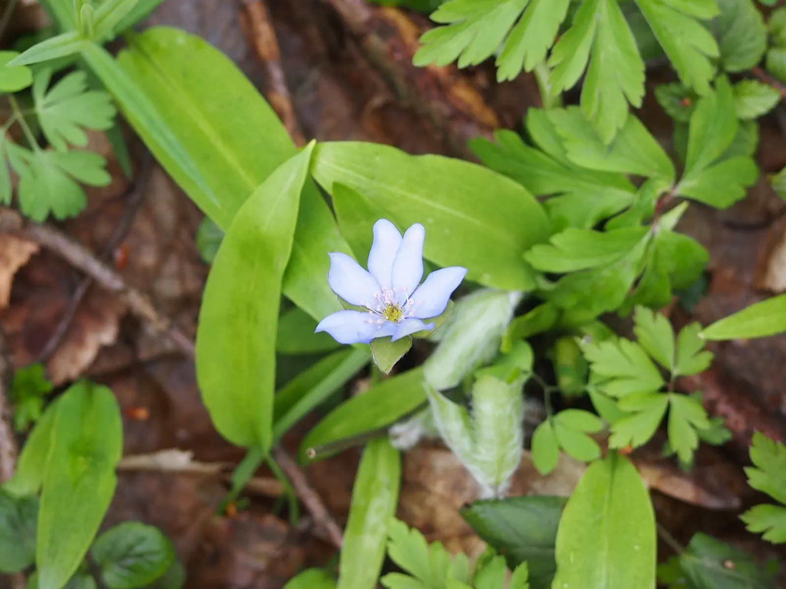 Liverleaf (Hepatica Nobilis) — It is best positioned in partial to full shade; humus-rich soils with a slight acidity to neutrality (pH 6.0 to 7.0), image 136