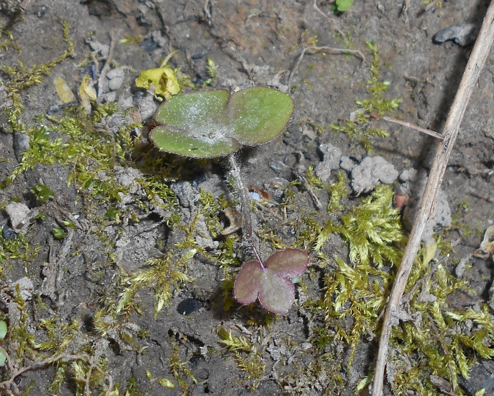 Liverleaf (Hepatica Nobilis) — Pennywort, or Hepatica nobilis, is an enchanting early-spring bloomer; thriving in partial to full shade, it demands
