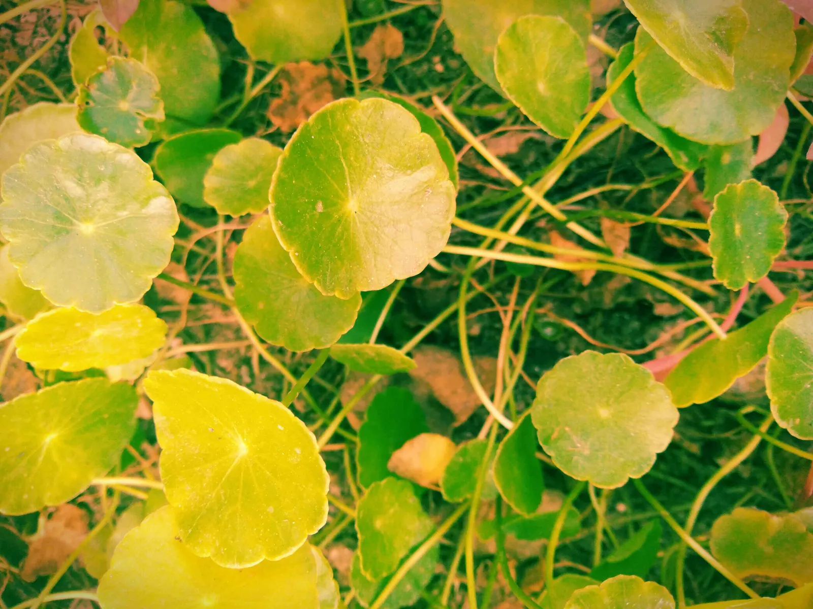 Liverleaf (Hepatica Nobilis) — resembling the lobes of a liver; or underplanting deciduous trees.<br><br>For the landscape client, image 89