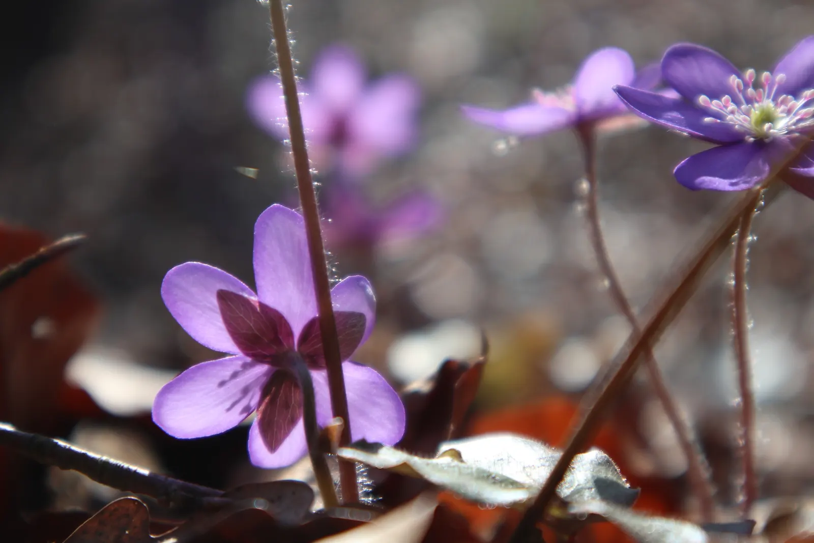 Liverleaf (Hepatica Nobilis) — blue flowers in the garden; providing year-round interest