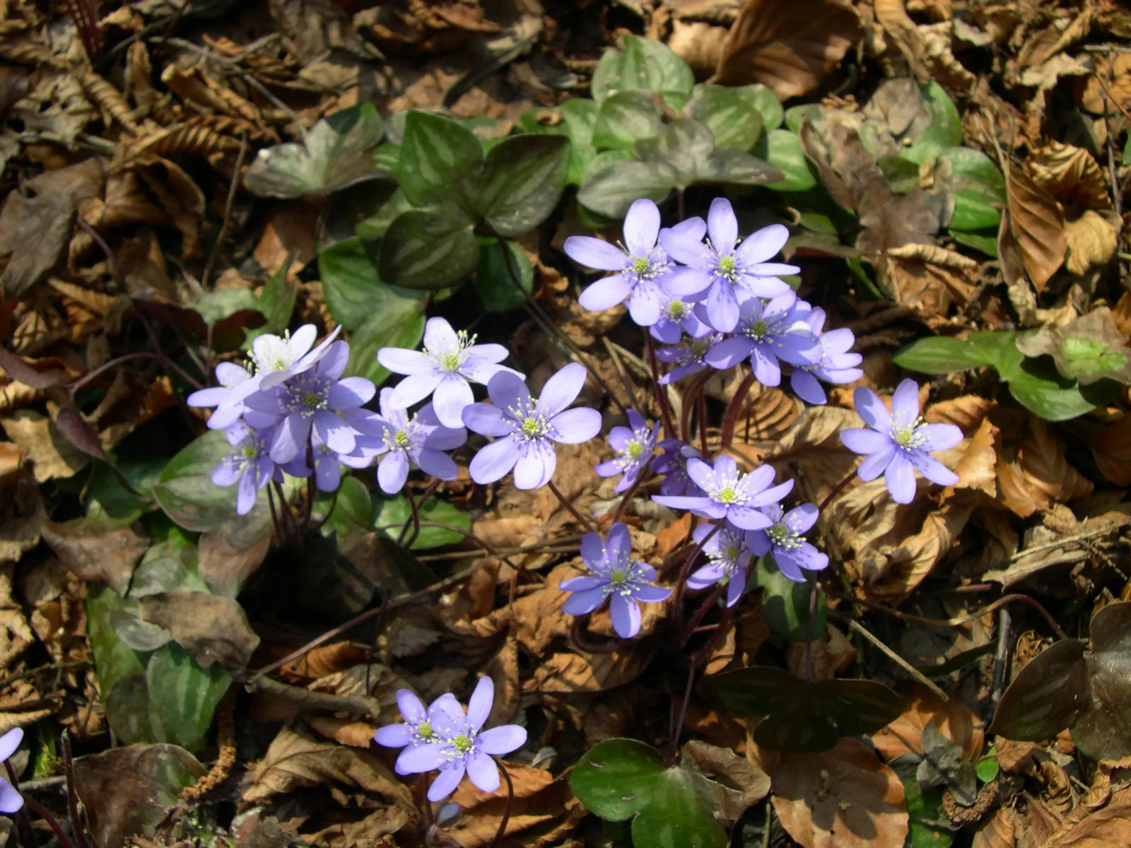 Liverleaf (Hepatica Nobilis) — requiring minimal care once established; bronze-purple hue during the spring before maturing to a rich, image 178