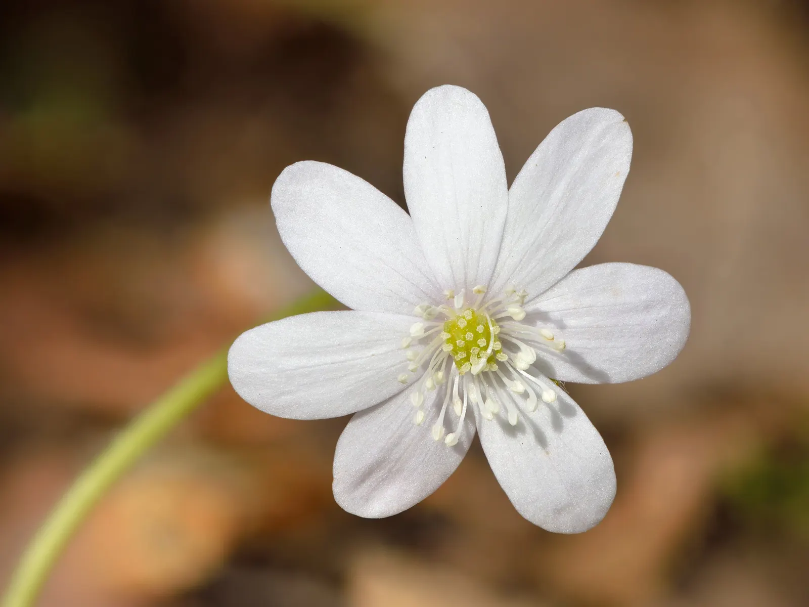 Liverleaf (Hepatica Nobilis) — A low-maintenance groundcover, it adds a splash of color in woodland settings or shaded rock gardens; attracting, image 116