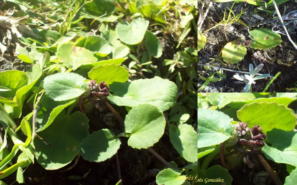 Liverleaf (Hepatica Nobilis) — this low-growing plant typically reaches heights of just 4 to 6 inches; the pennywort prefers well-drained, image 157
