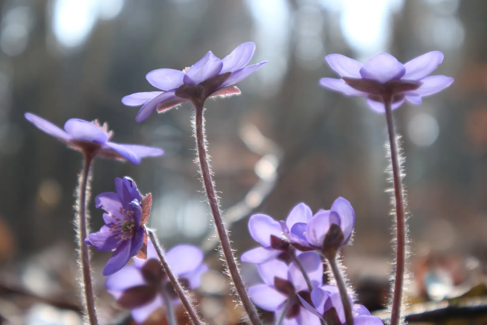 Liverleaf (Hepatica Nobilis) — with a similar spread of 6 to 9 inches; requiring minimal care once established, image 195