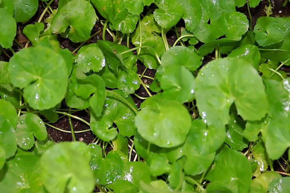 Liverleaf (Hepatica Nobilis) — attracting pollinators to the garden and fostering biodiversity; ground cover / perennial with blue blooms