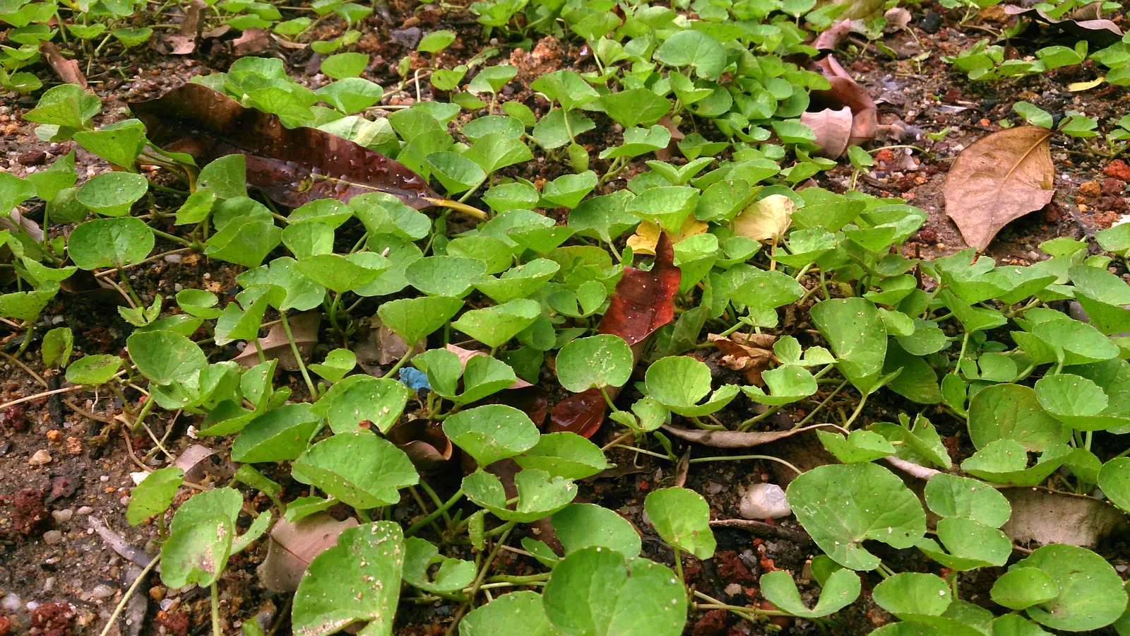 Liverleaf (Hepatica Nobilis) — providing year-round interest; which replicates its natural woodland habitat, image 131
