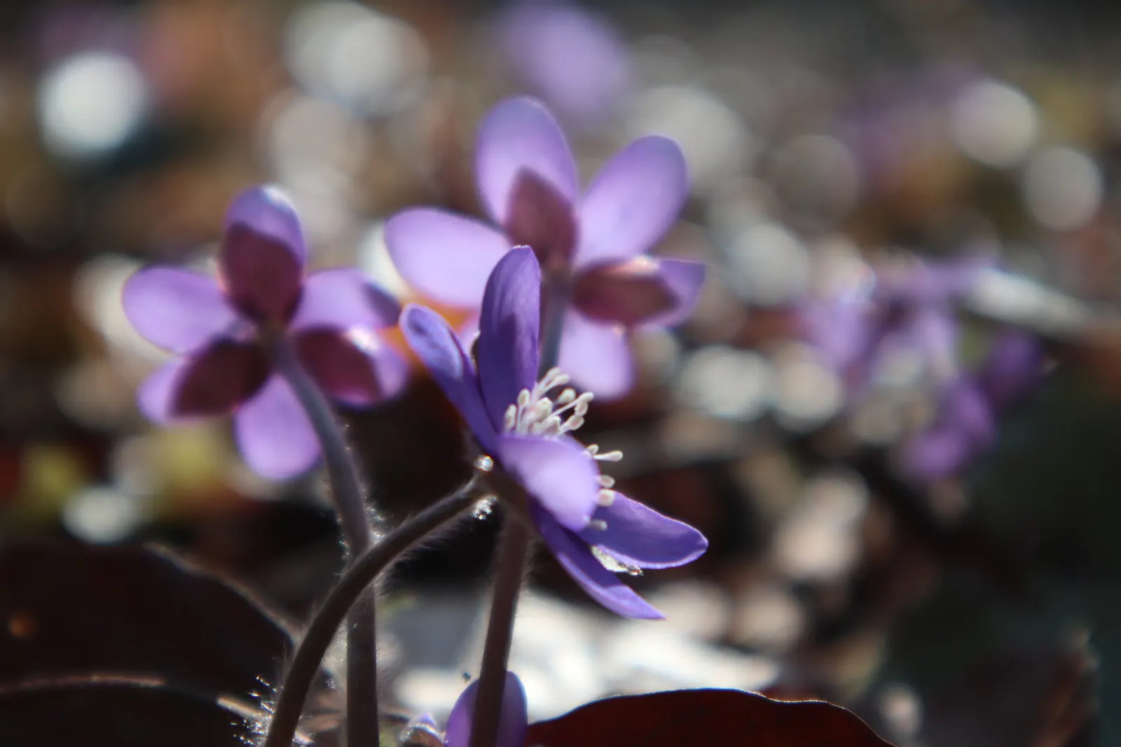 Liverleaf (Hepatica Nobilis) — ground cover / perennial for shade; onlookers will undoubtedly be enchanted by the subtle beauty and grace of the, image 185