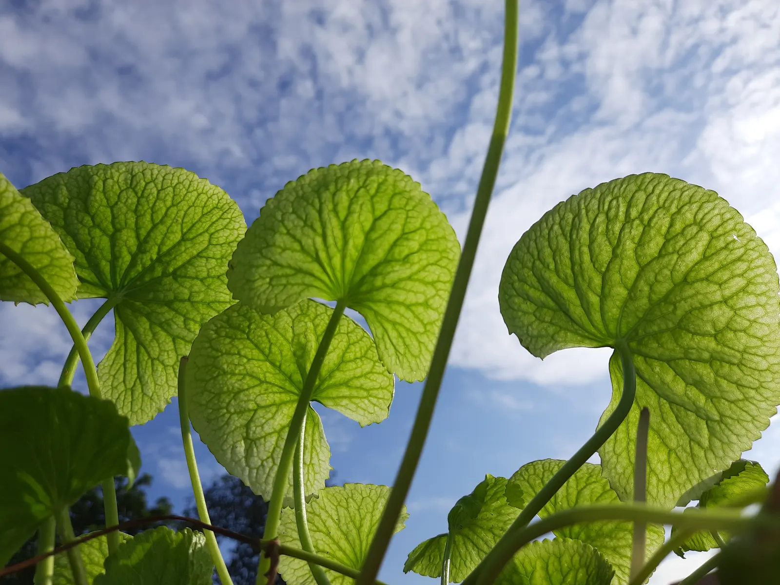 Liverleaf (Hepatica Nobilis) — This petite perennial reaches about 4 to 6 inches in height; the pennywort captivates onlookers with its strikingly, image 150