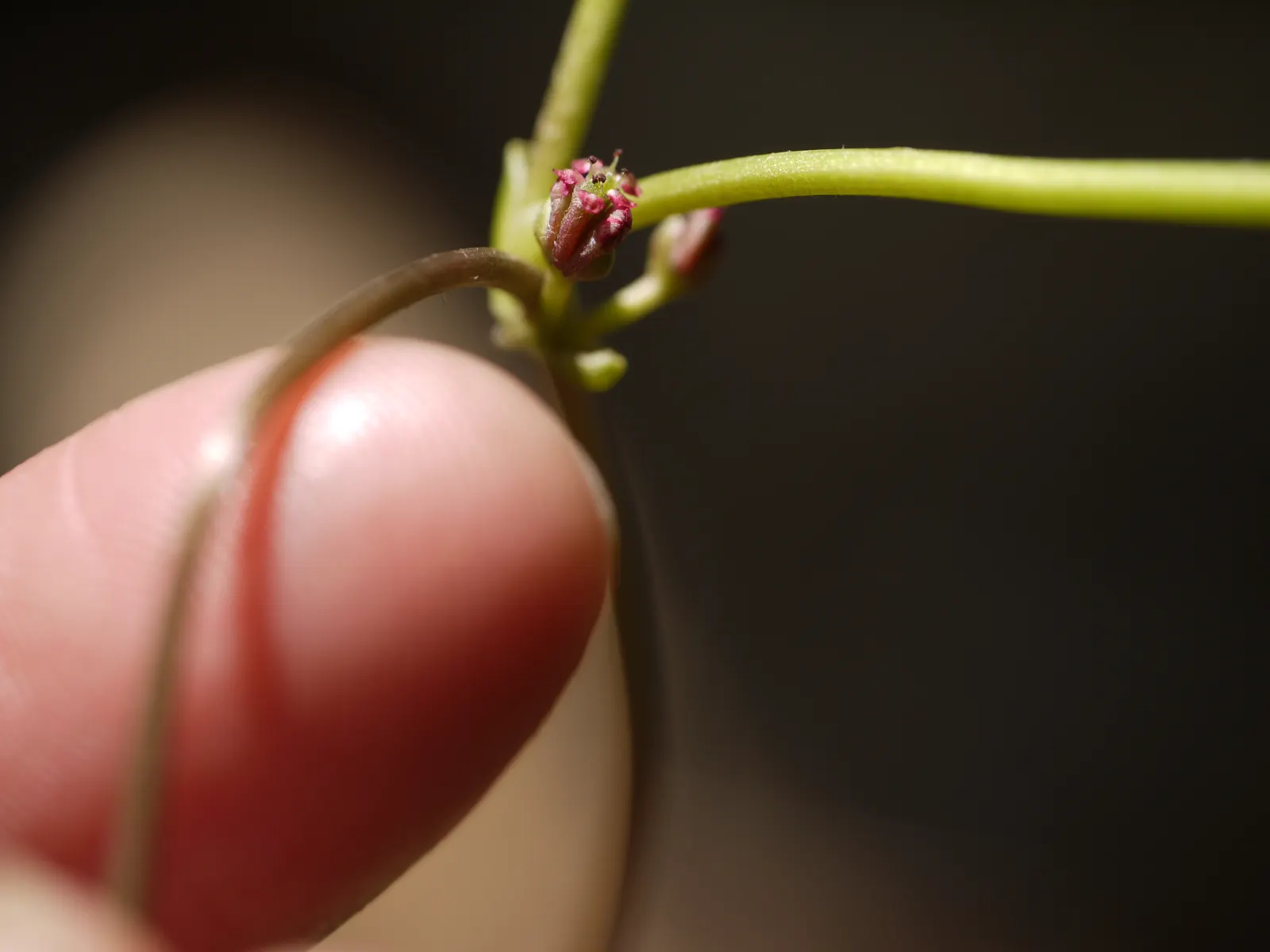 Liverleaf (Hepatica Nobilis) — and stay green throughout the winter, image 56