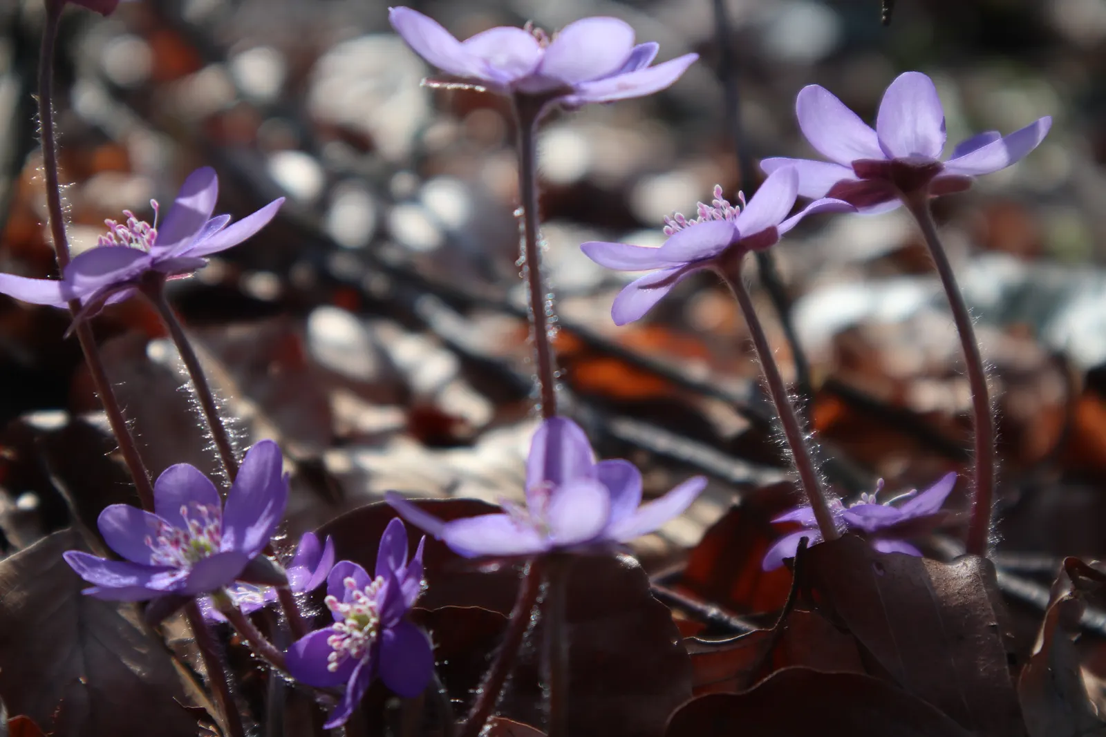 Liverleaf (Hepatica Nobilis) — These evergreen leaves emerge in a beautiful; with this captivating gem in the garden, image 95