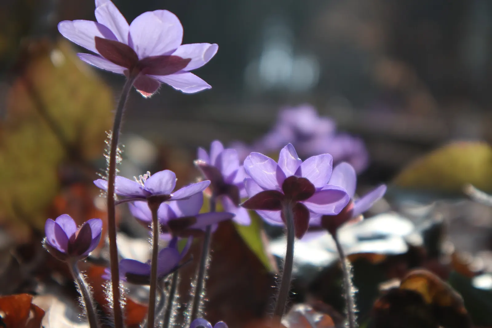 Liverleaf (Hepatica Nobilis) — resembling the lobes of a liver; or underplanting deciduous trees.<br><br>For the landscape client, image 163