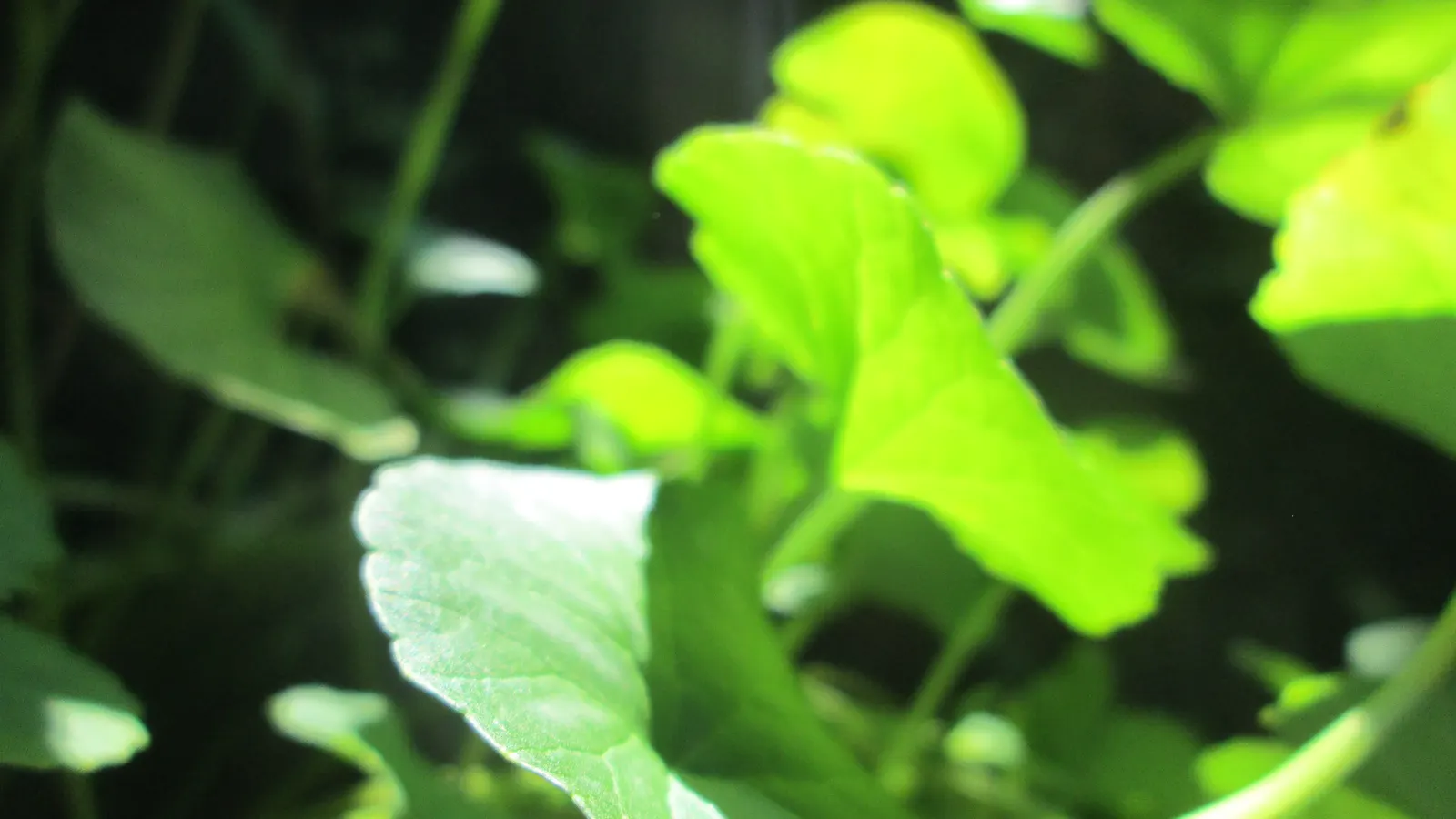 Liverleaf (Hepatica Nobilis) — It is best positioned in partial to full shade; humus-rich soils with a slight acidity to neutrality (pH 6.0 to 7.0), image 99