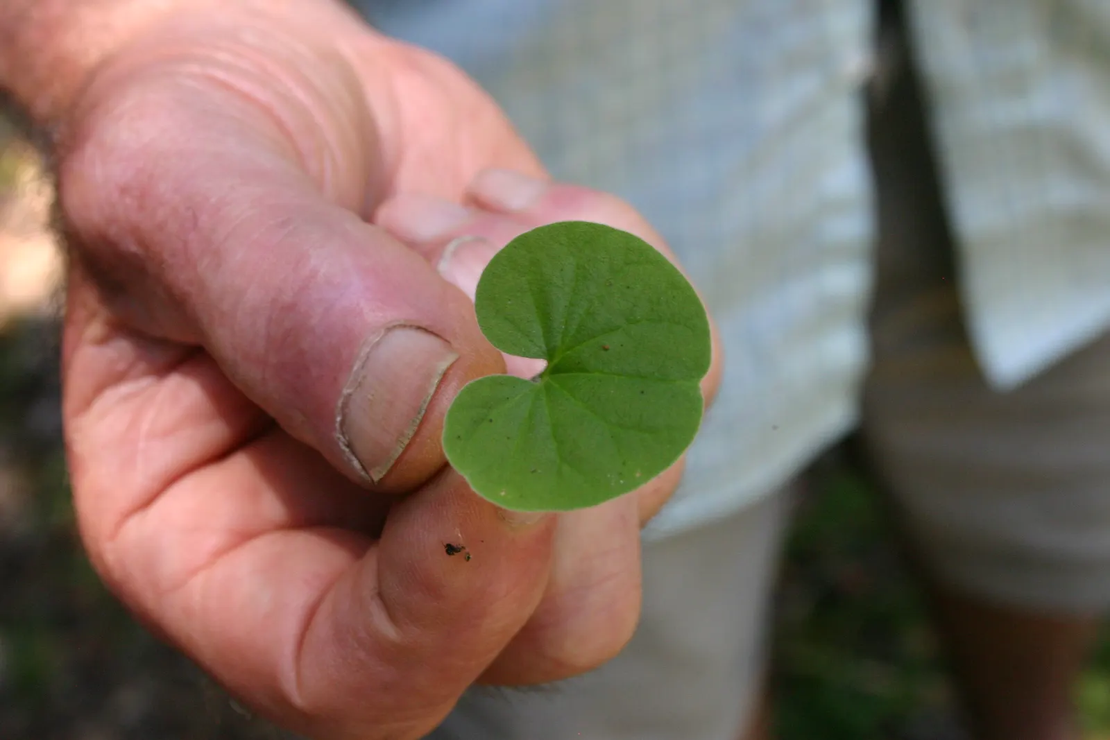 Liverleaf (Hepatica Nobilis) — Pennywort, or Hepatica nobilis, is an enchanting early-spring bloomer; thriving in partial to full shade, it demands, image 149