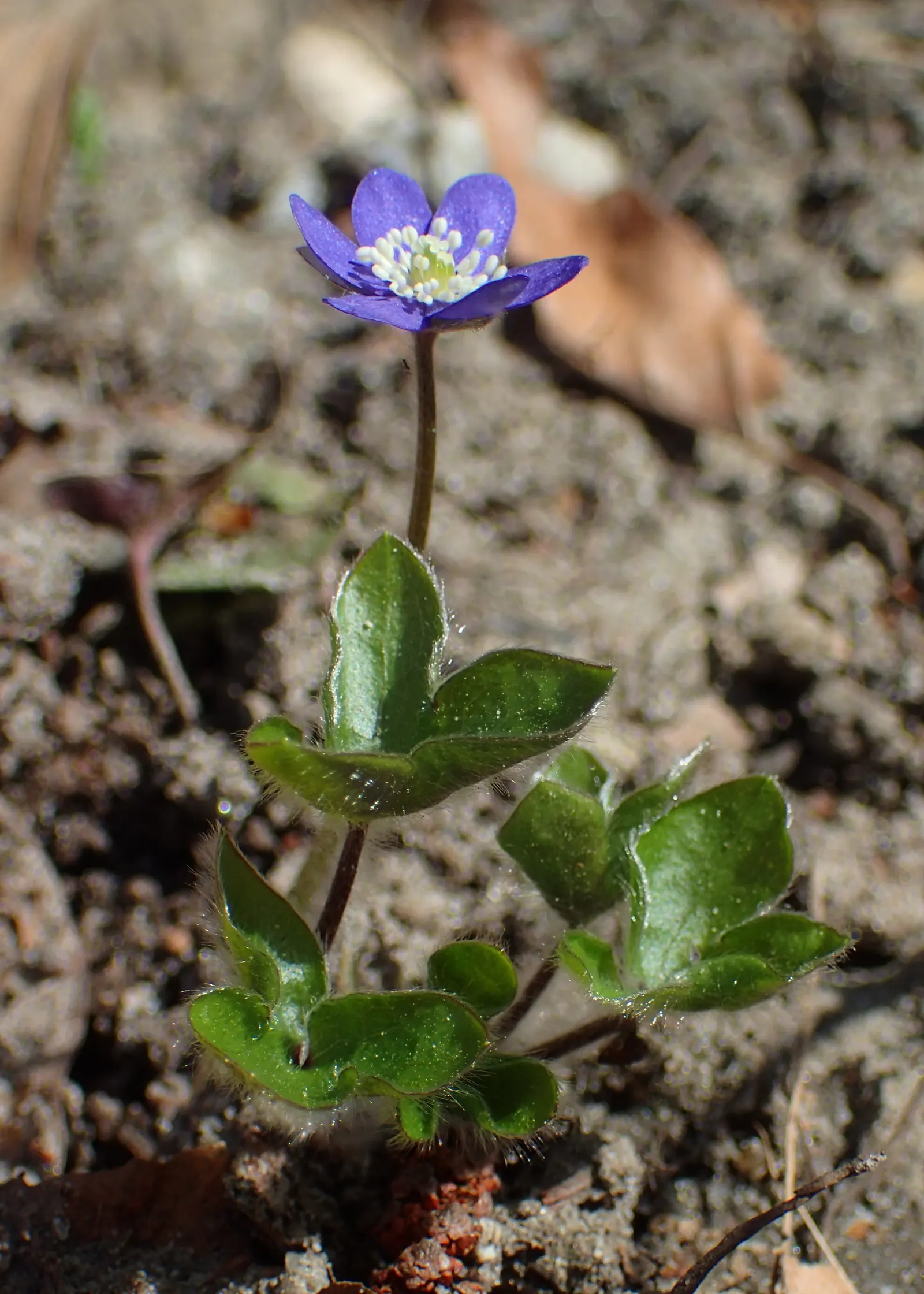 Liverleaf (Hepatica Nobilis) — onlookers will undoubtedly be enchanted by the subtle beauty and grace of the pennywort