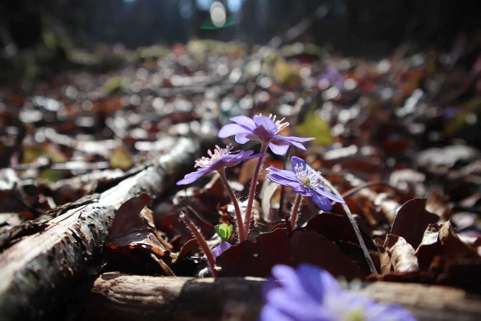 Liverleaf (Hepatica Nobilis) — each possessing between 6 to 10 petal-like sepals