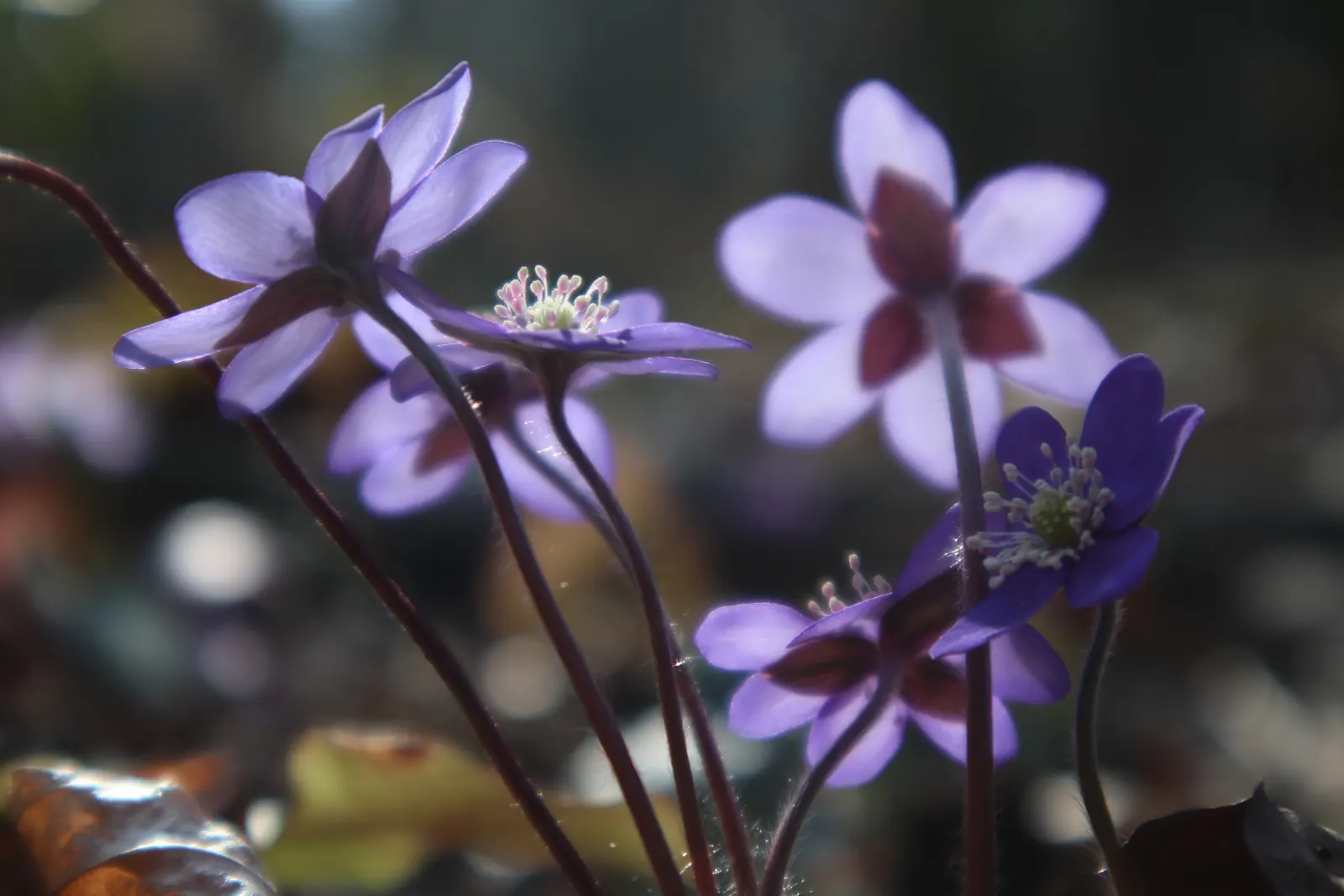 Liverleaf (Hepatica Nobilis) — and stay green throughout the winter, image 167