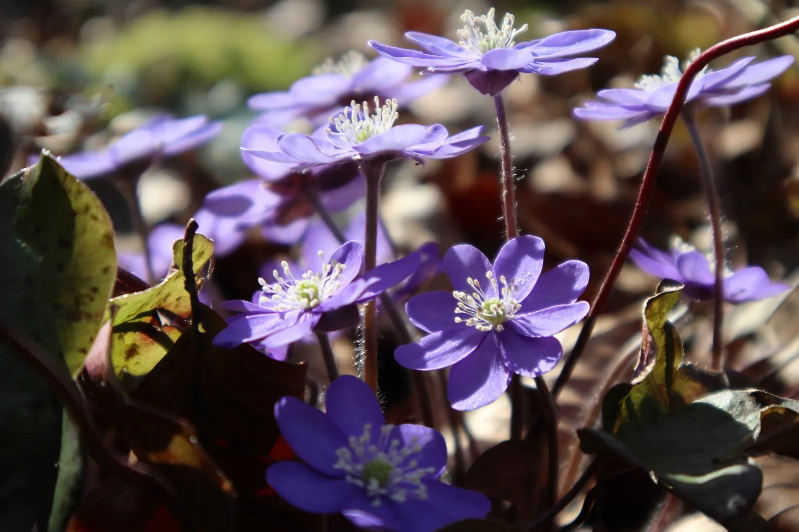Liverleaf (Hepatica Nobilis) — ground cover / perennial with blue blooms; making it ideal for shaded borders, image 184