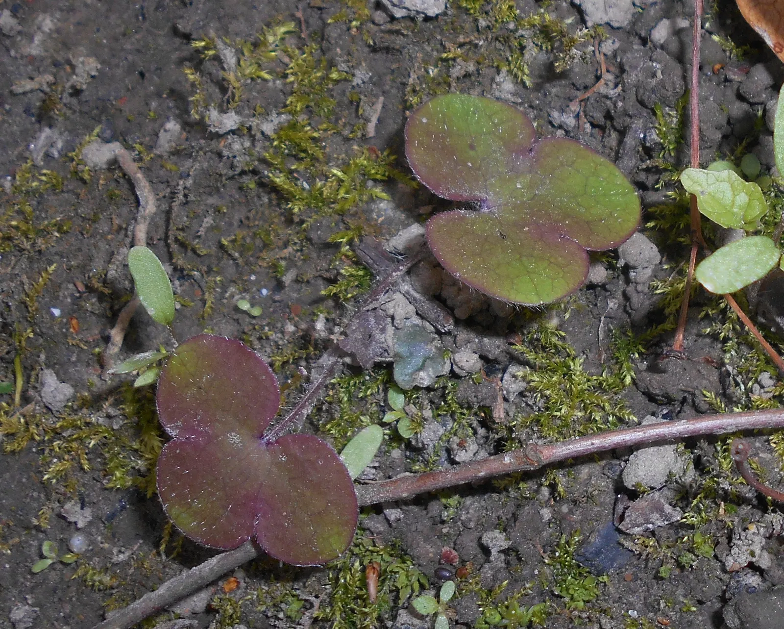 Liverleaf (Hepatica Nobilis) — This petite perennial reaches about 4 to 6 inches in height; the pennywort captivates onlookers with its strikingly, image 187