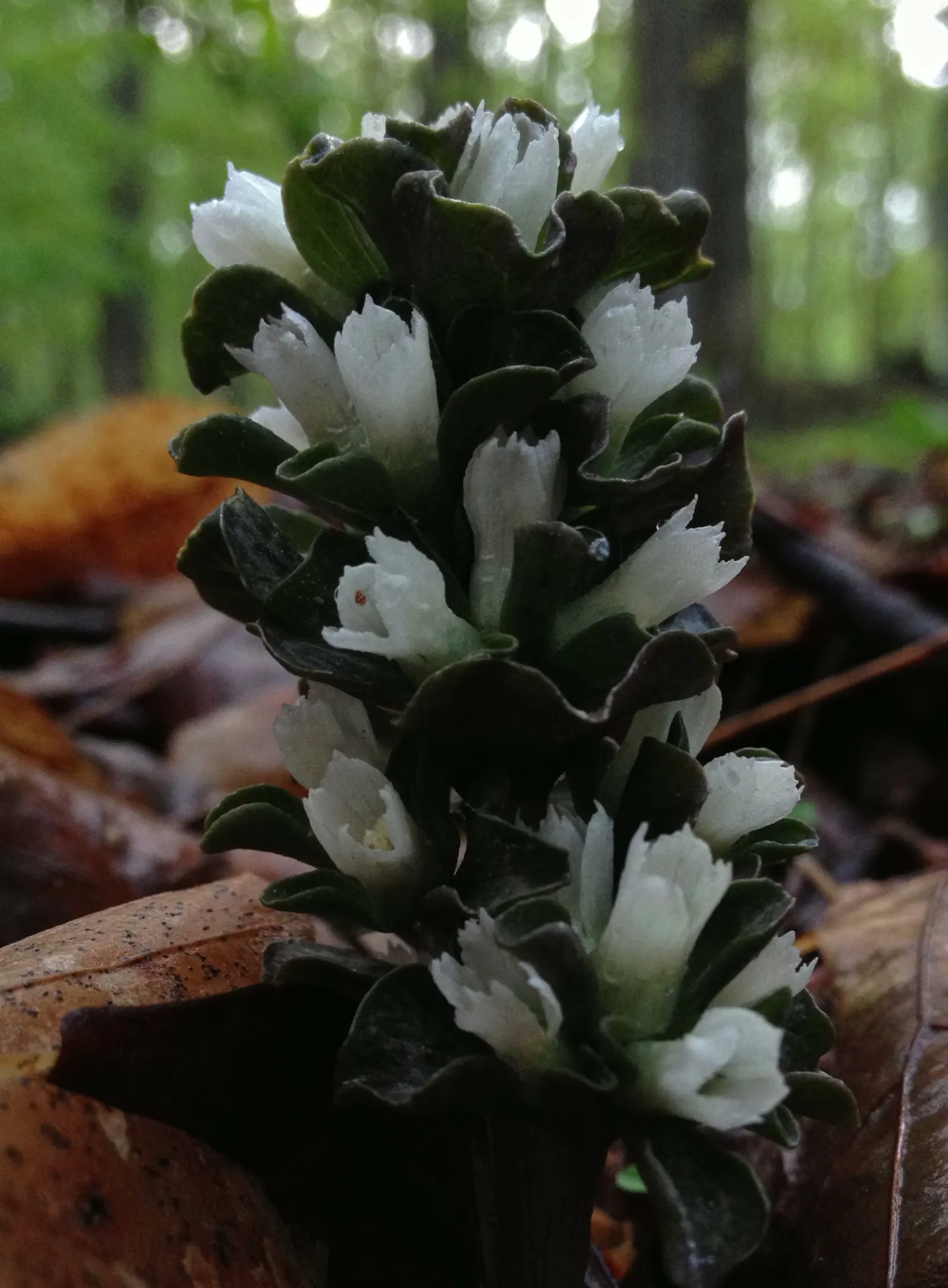 Liverleaf (Hepatica Nobilis) — Belonging to the buttercup family; which is the origin of its name, image 82