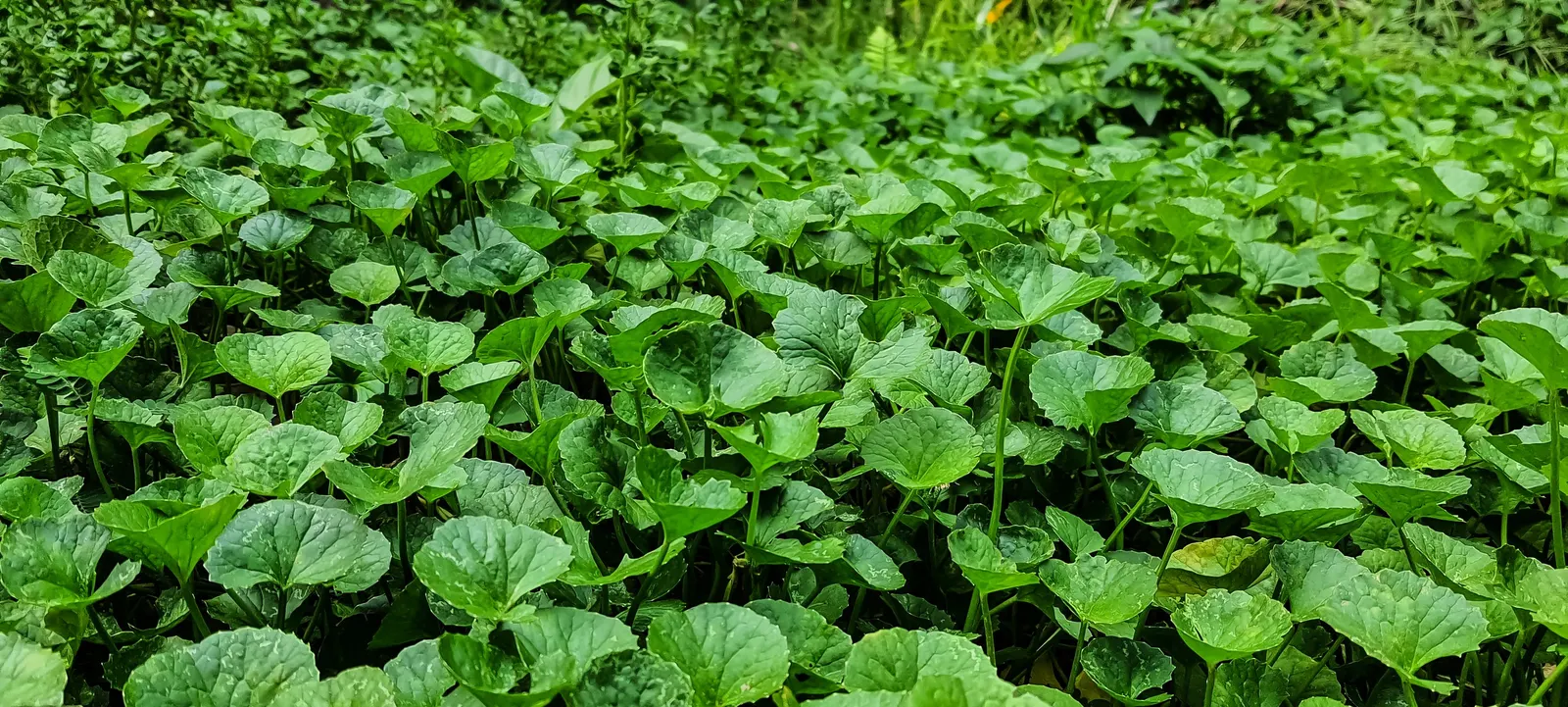 Liverleaf (Hepatica Nobilis) — making it ideal for shaded borders; pennywort, or Hepatica nobilis, is an enchanting early-spring bloomer, image 175