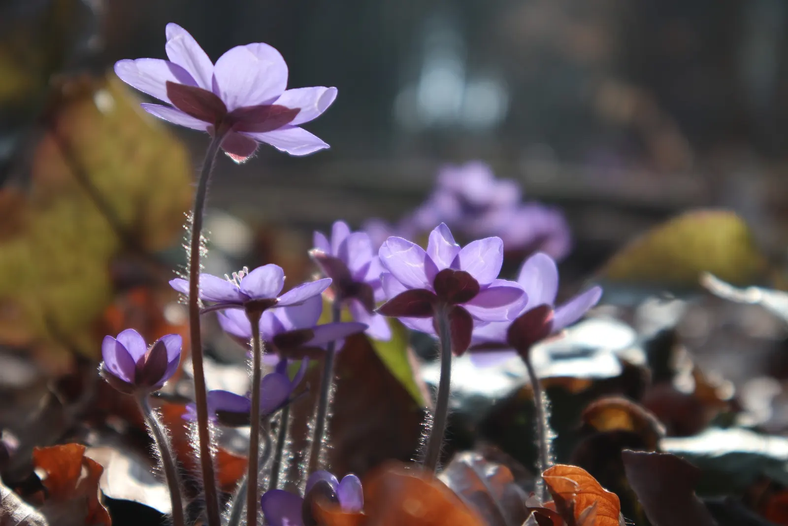 Liverleaf (Hepatica Nobilis) — bronze-purple hue during the spring before maturing to a rich green.<br><br>Hardy in USDA zones 4 through 8